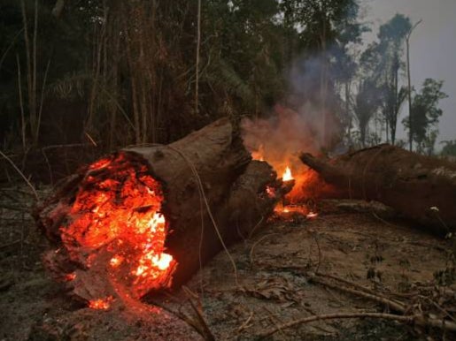 Fires have been started to make way for crops for livestock for the beef industry