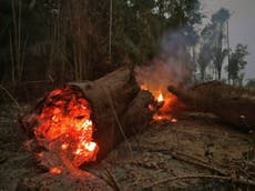 Amazon deforestation hits all-time record as area size of New York City cleared