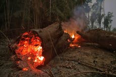 Amazon deforestation hits all-time record as area size of New York City cleared