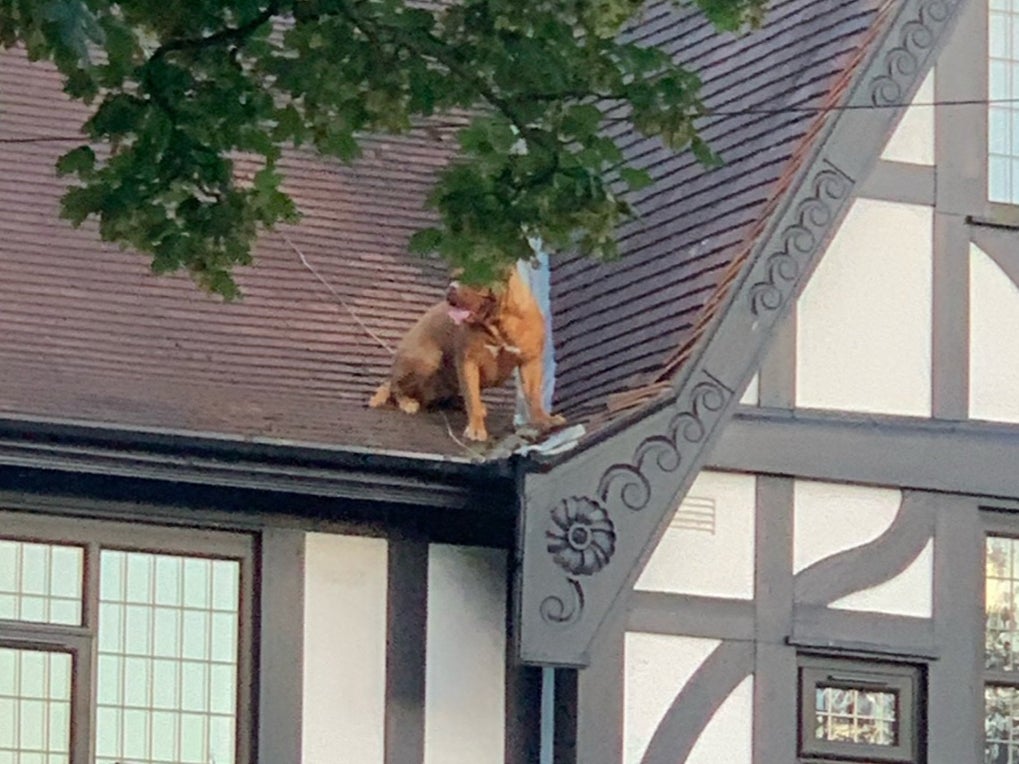 A dog - not large pigeon - trapped on a roof in Thornton Cleveleys, Lancashire