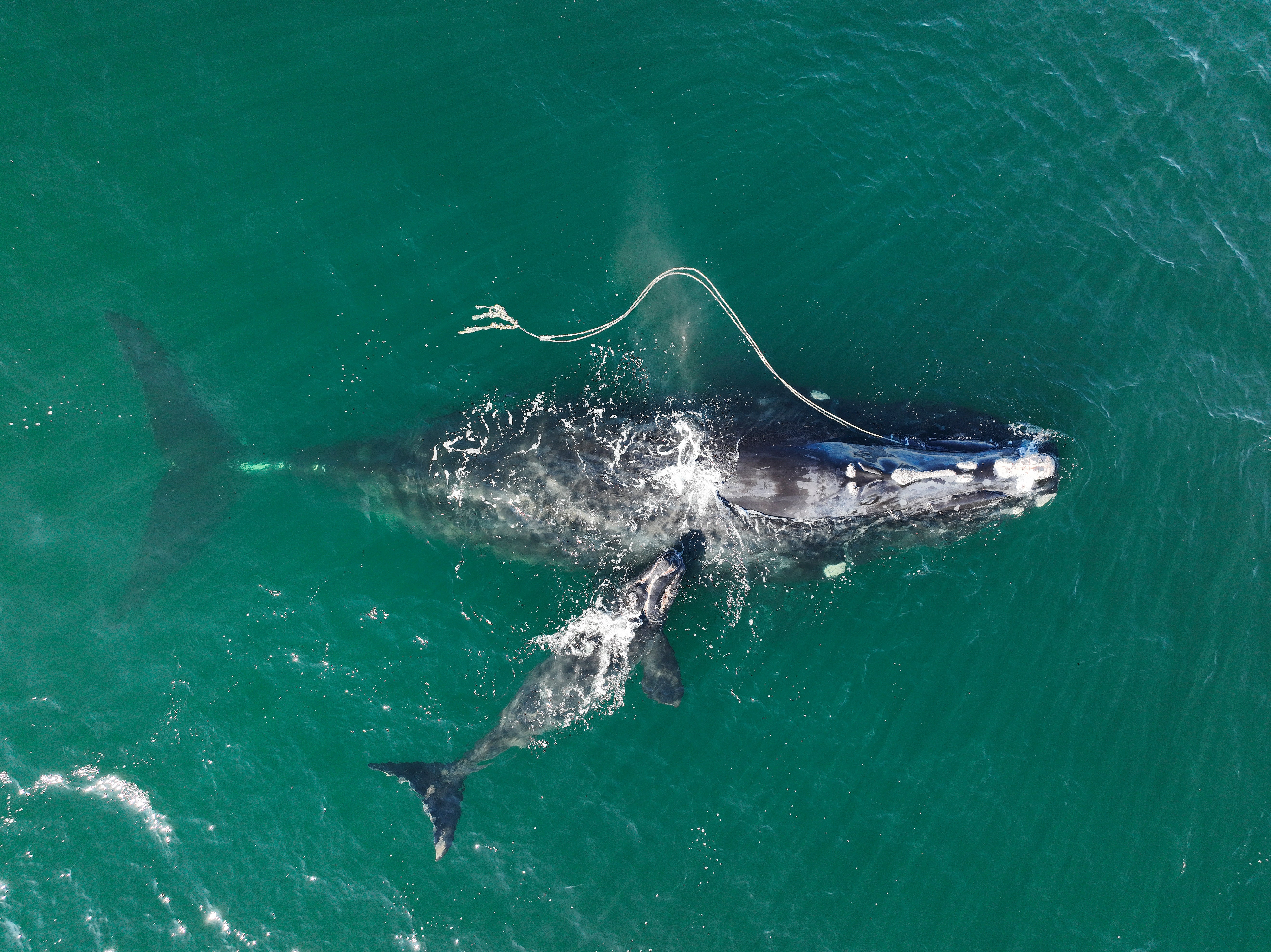 Right-Whale-Protection