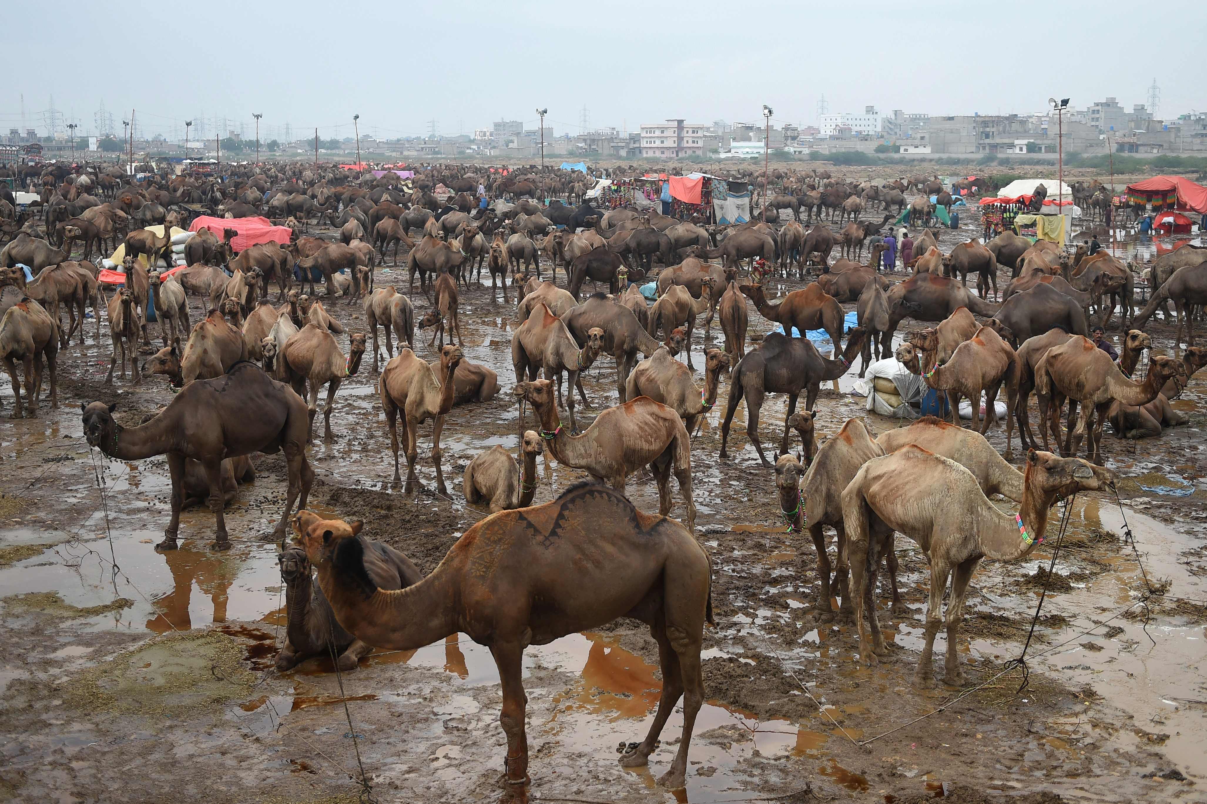 Camels are pictured at a cattle market after a rain shower ahead of the upcoming Muslim festival