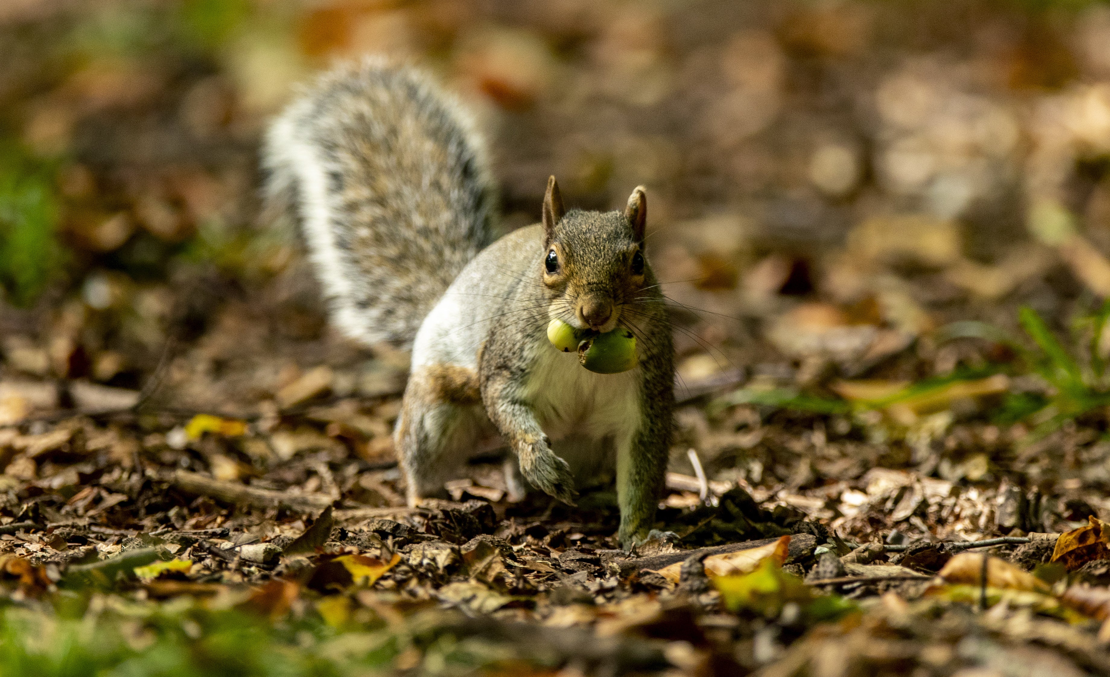 A grey squirrel eats an acorn in Sefton Park, Liverpool (PA)