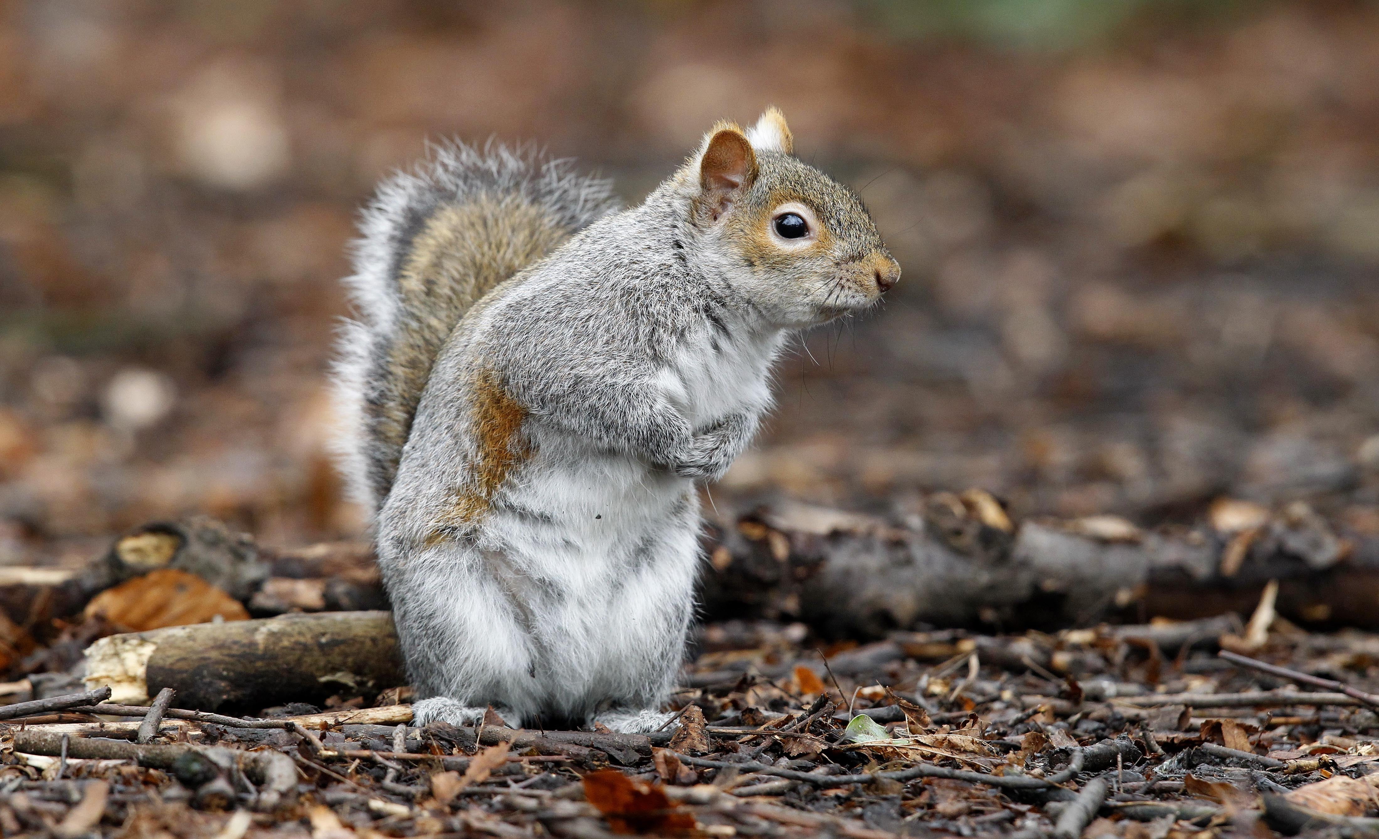 A grey squirrel