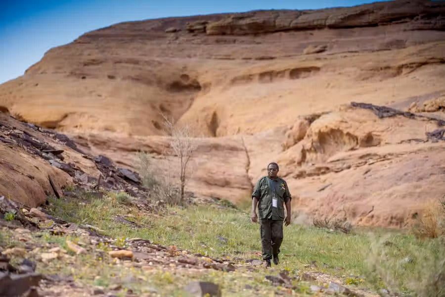 How to Rewild a Desert, step 1: Rehabilitate... AlUla’s nature reserves protect former grazing land to allow the overused landscapes to return to a more natural state, while giving local people employment as guides and rangers