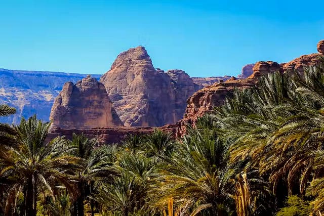 <p>Trees in AlUla </p>