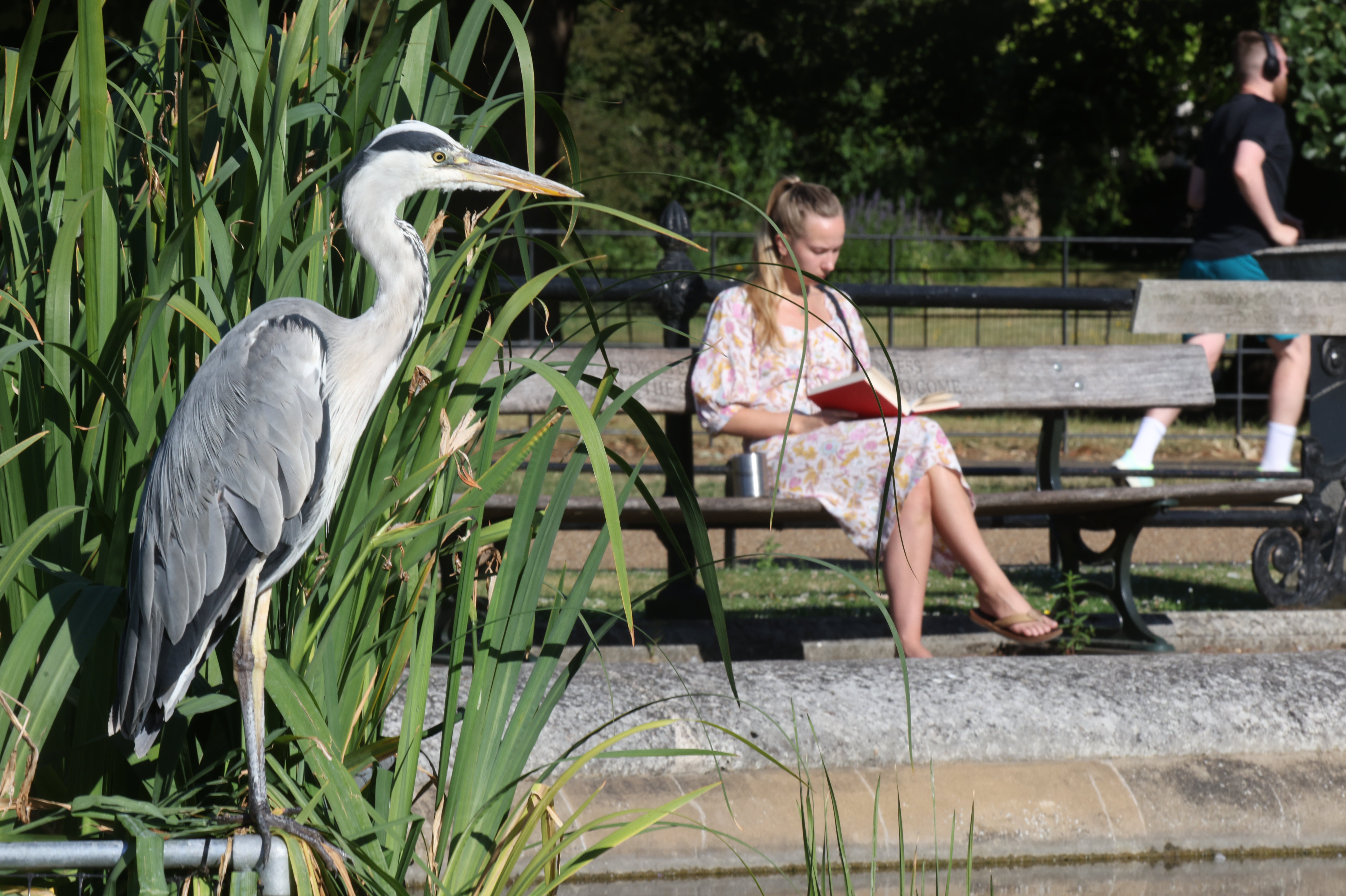 A woman sits on a park bench reading as a heron takes shade near the fountain in Kensington Gardens, south London (James Manning/PA)