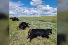 Lightning strike kills 27 cows in freak accident