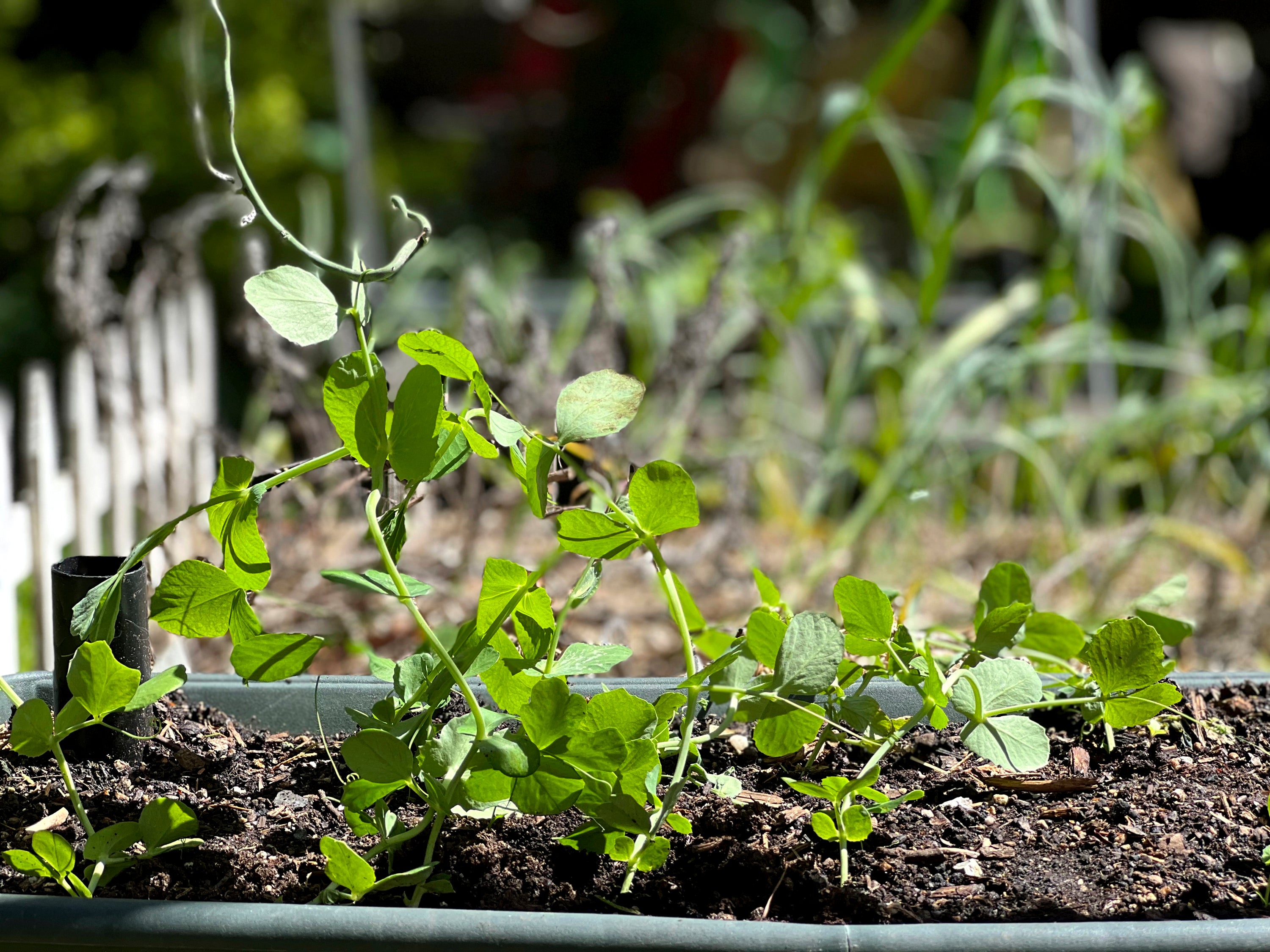 Gardening Fall Crops Planning