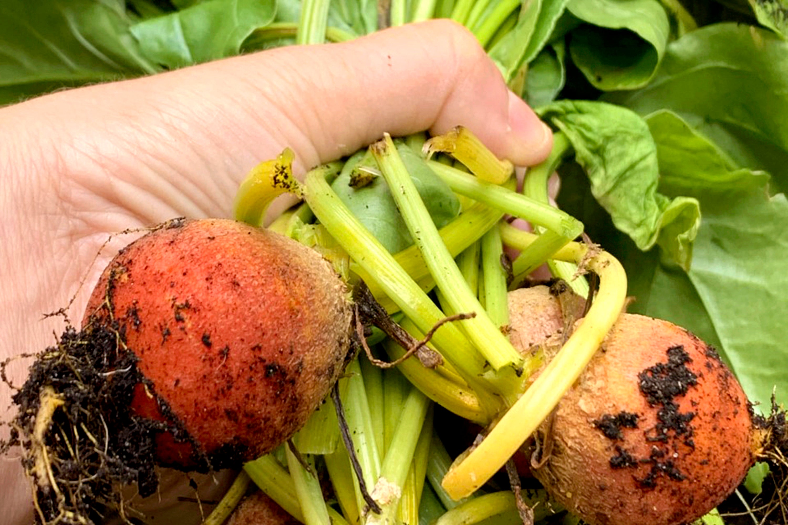 Gardening Fall Crops Planning