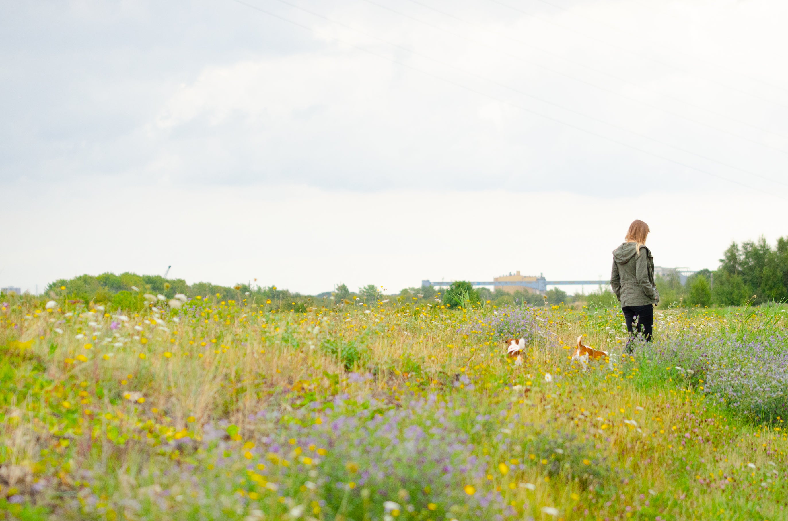 Swanscombe Peninsula in Kent, designated a Site of Special Scientific Interest (SSSI) for its grassland, scrub, wetlands, grazing marsh and saltmarsh habitat which is home to an array of wildlife (Daniel Greenwood/PA)