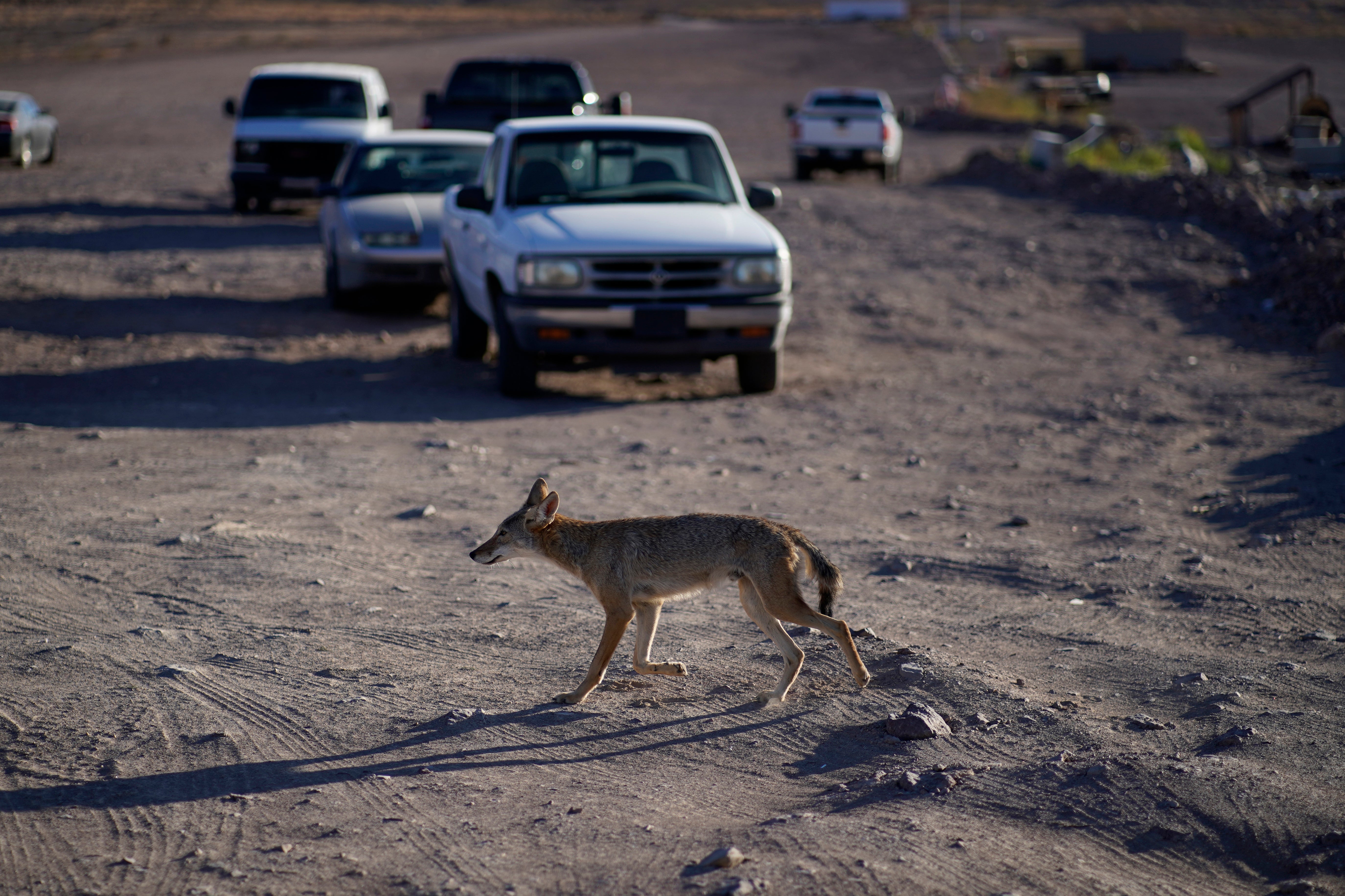 A coyote walks across what was once the bottom of the lake and is now a dry stretch of land