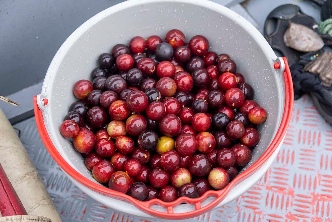 Camu camu berries are packed with vitamins