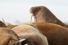 Scientists head to Arctic to check citizens’ count of walruses from space