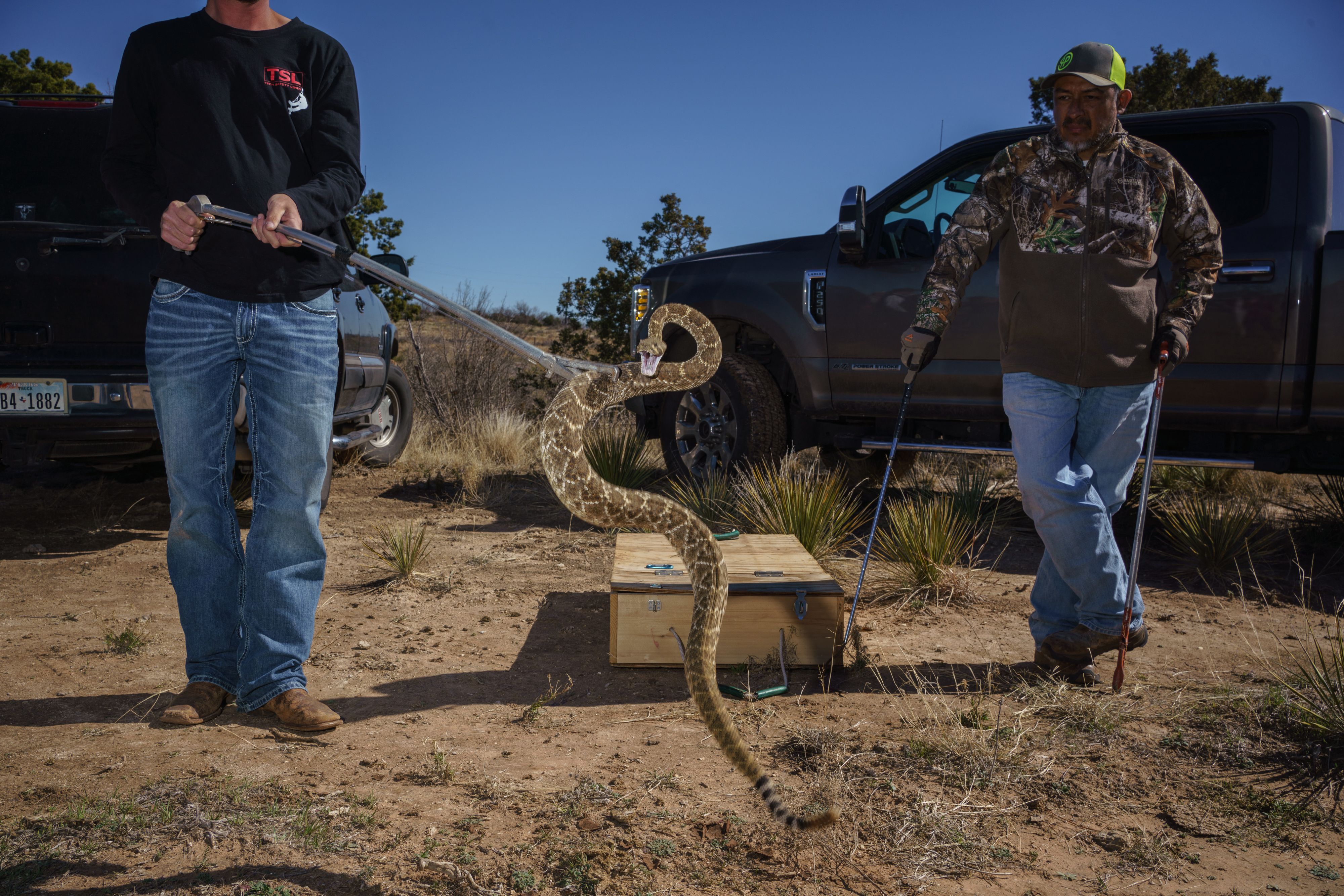 Volunteers show a western diamondback rattlesnake during a guided hunt on the outskirts of town during the 2021 Rattlesnake Roundup in Sweetwater, Texas on March 14, 2021