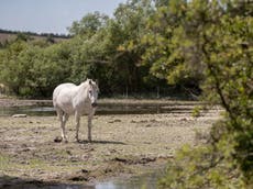 Devastating wildfires and false autumn put UK wildlife in ‘uncharted territory’