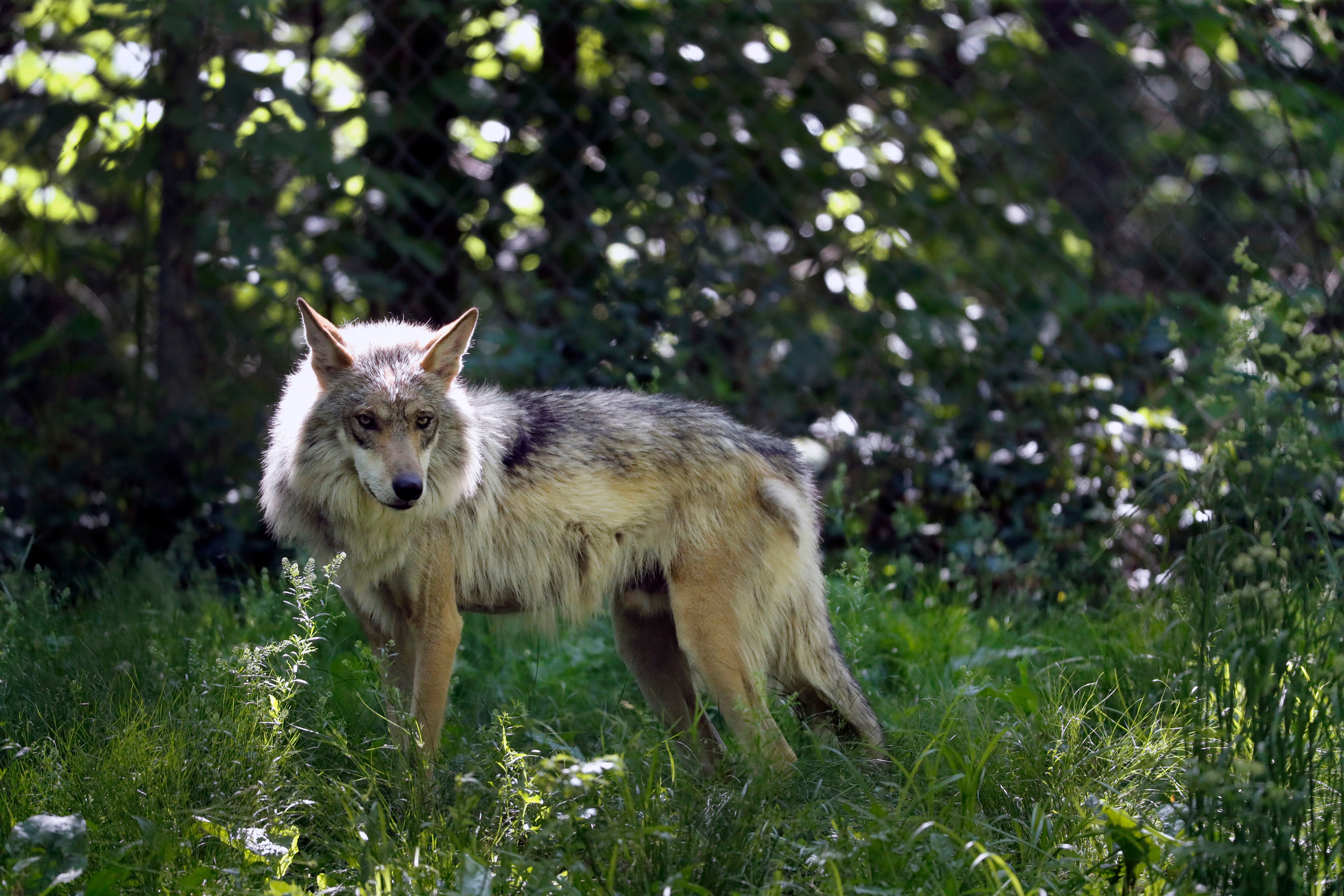 Endangered Wolves