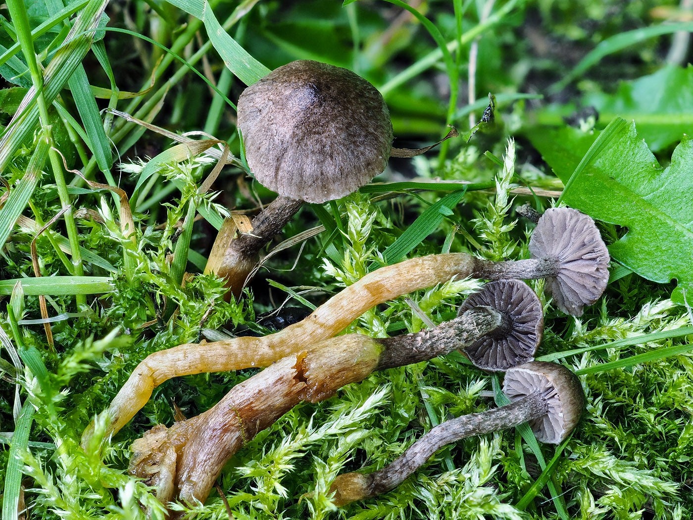 A rare ‘Strangler’ fungus was among the species found ( Jens H Petersen/Plantlife/PA)