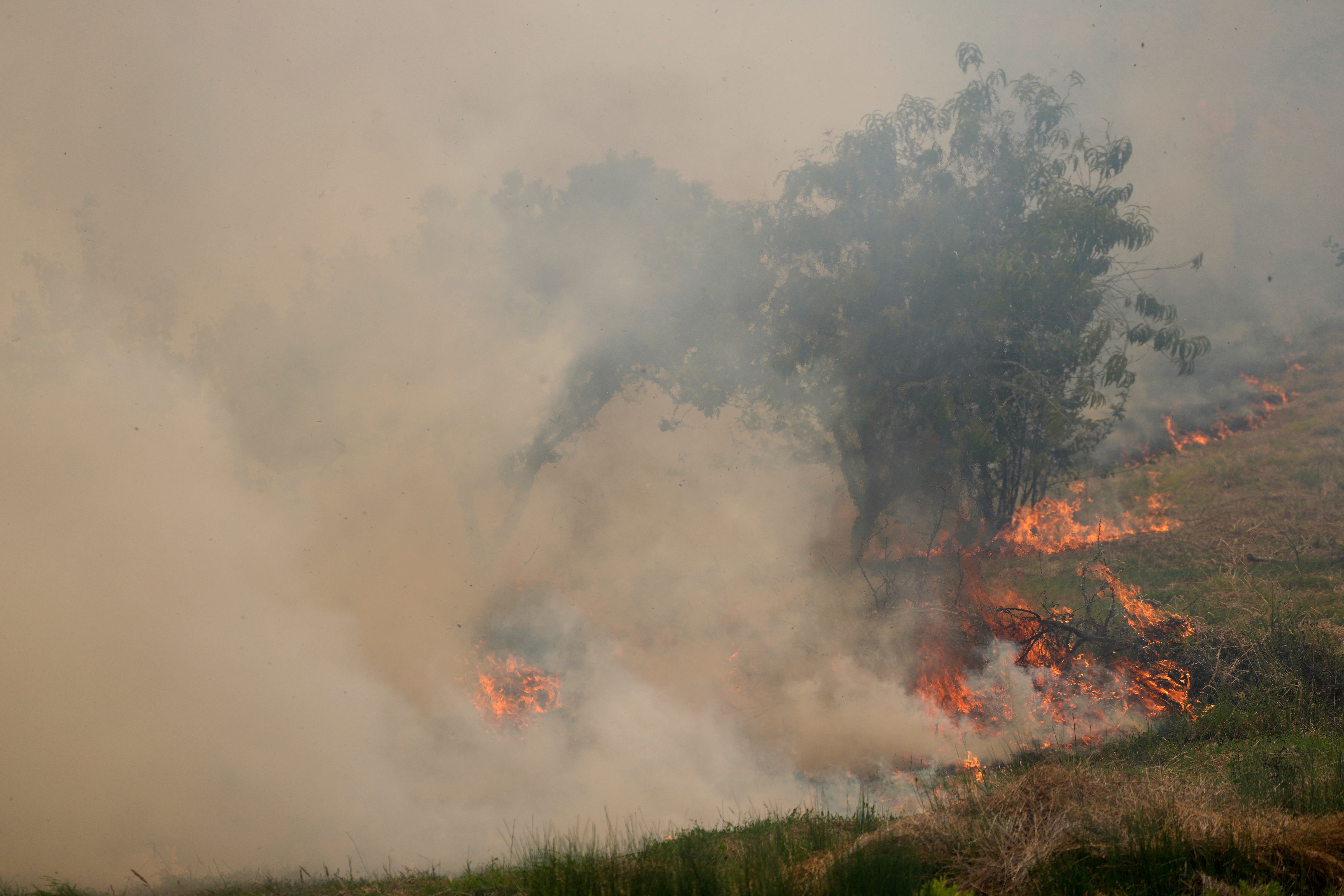 Portugal Forest Fires