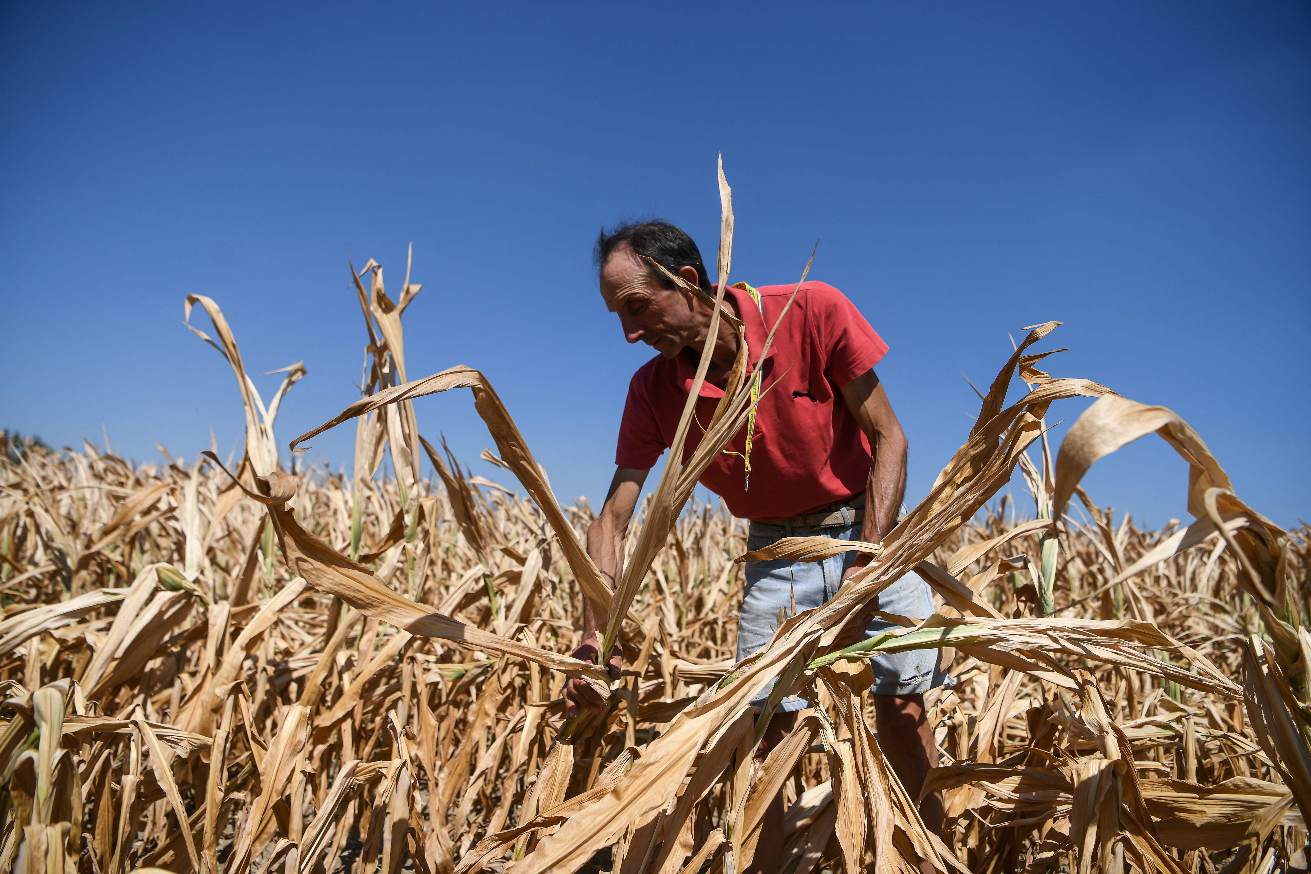 Italy’s worst drought in 70 years has put the supplies of olive oil, risotto rice and passata under threat