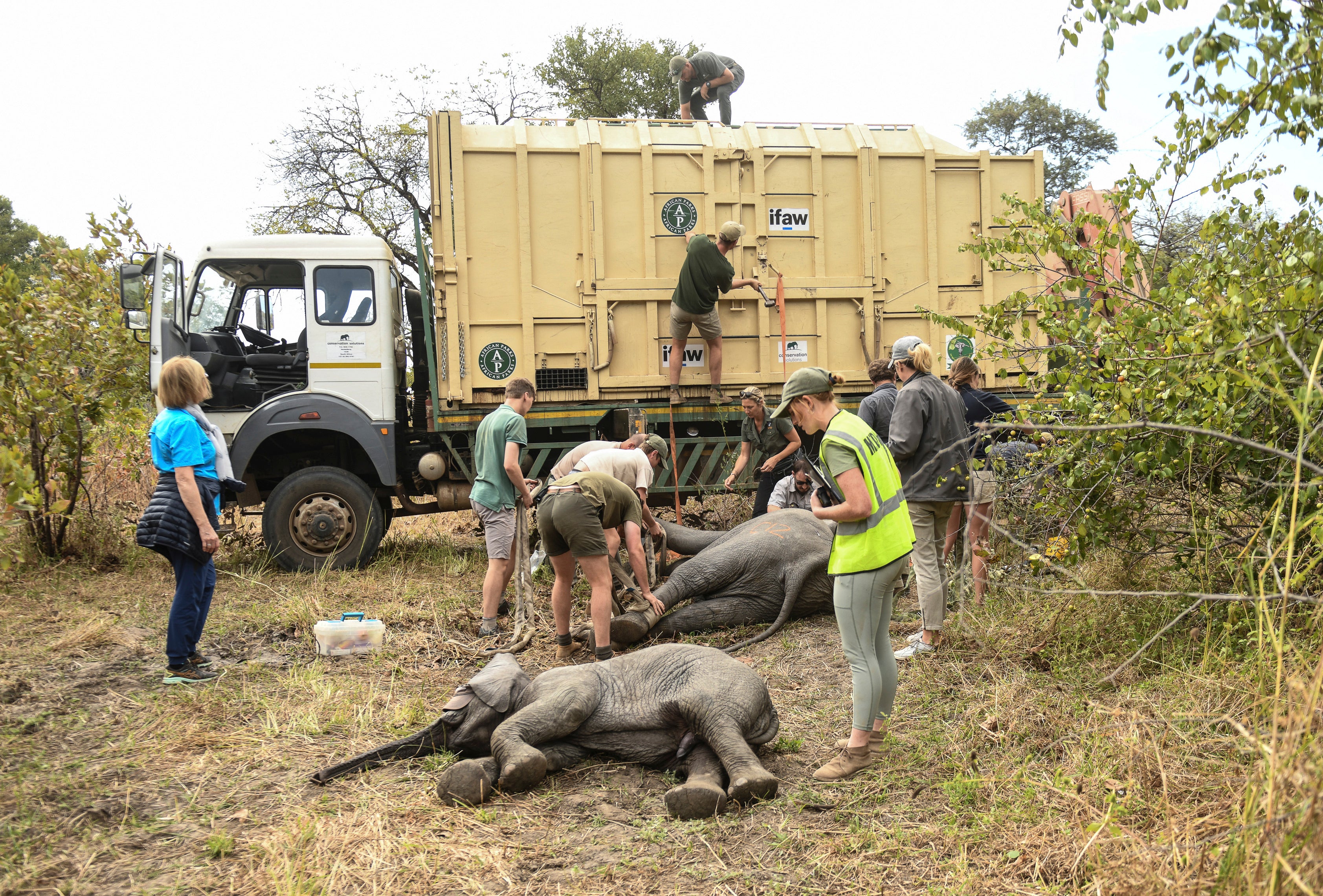 Malawi Elephant Relocation