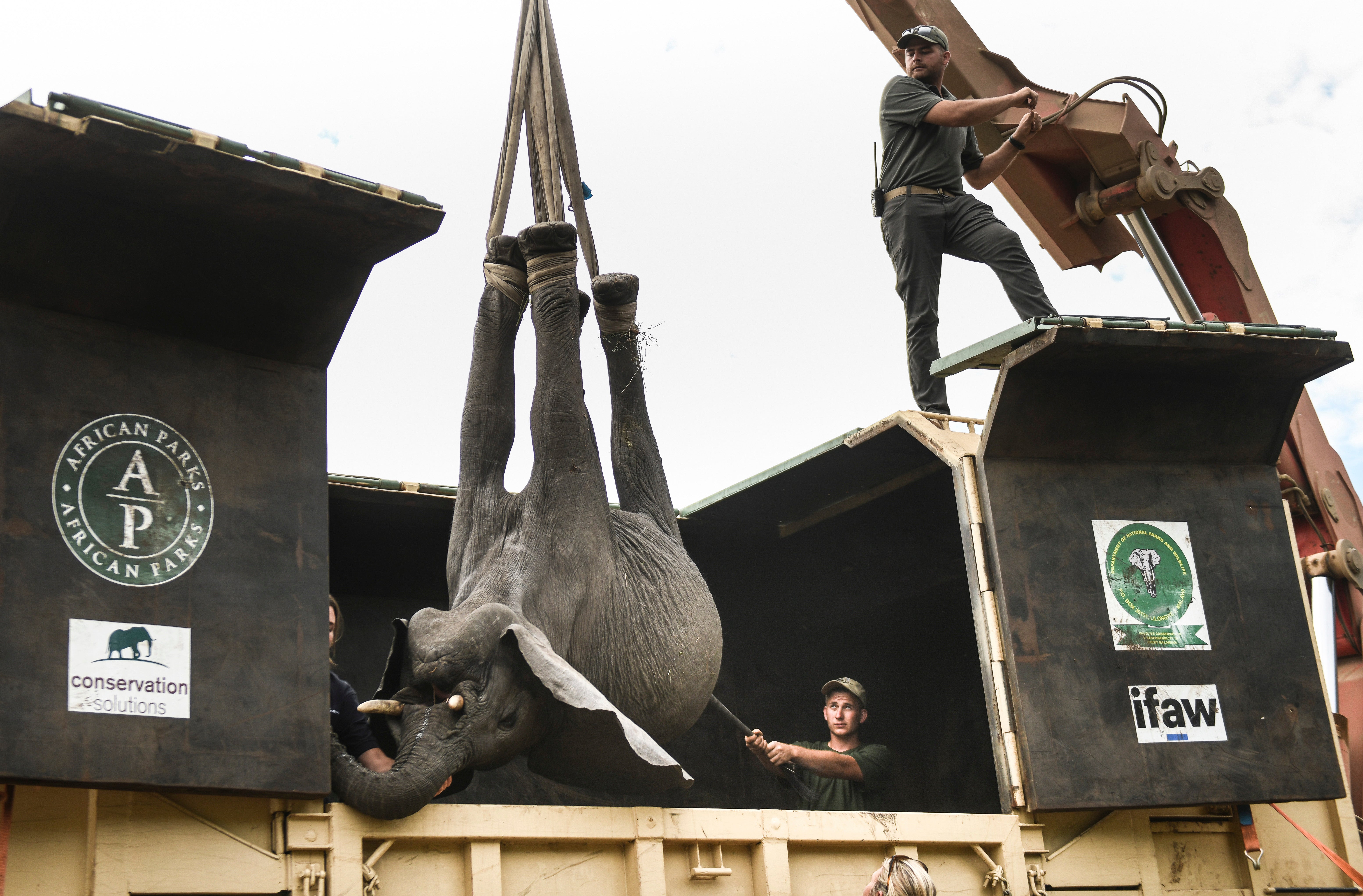 Malawi Elephant Relocation