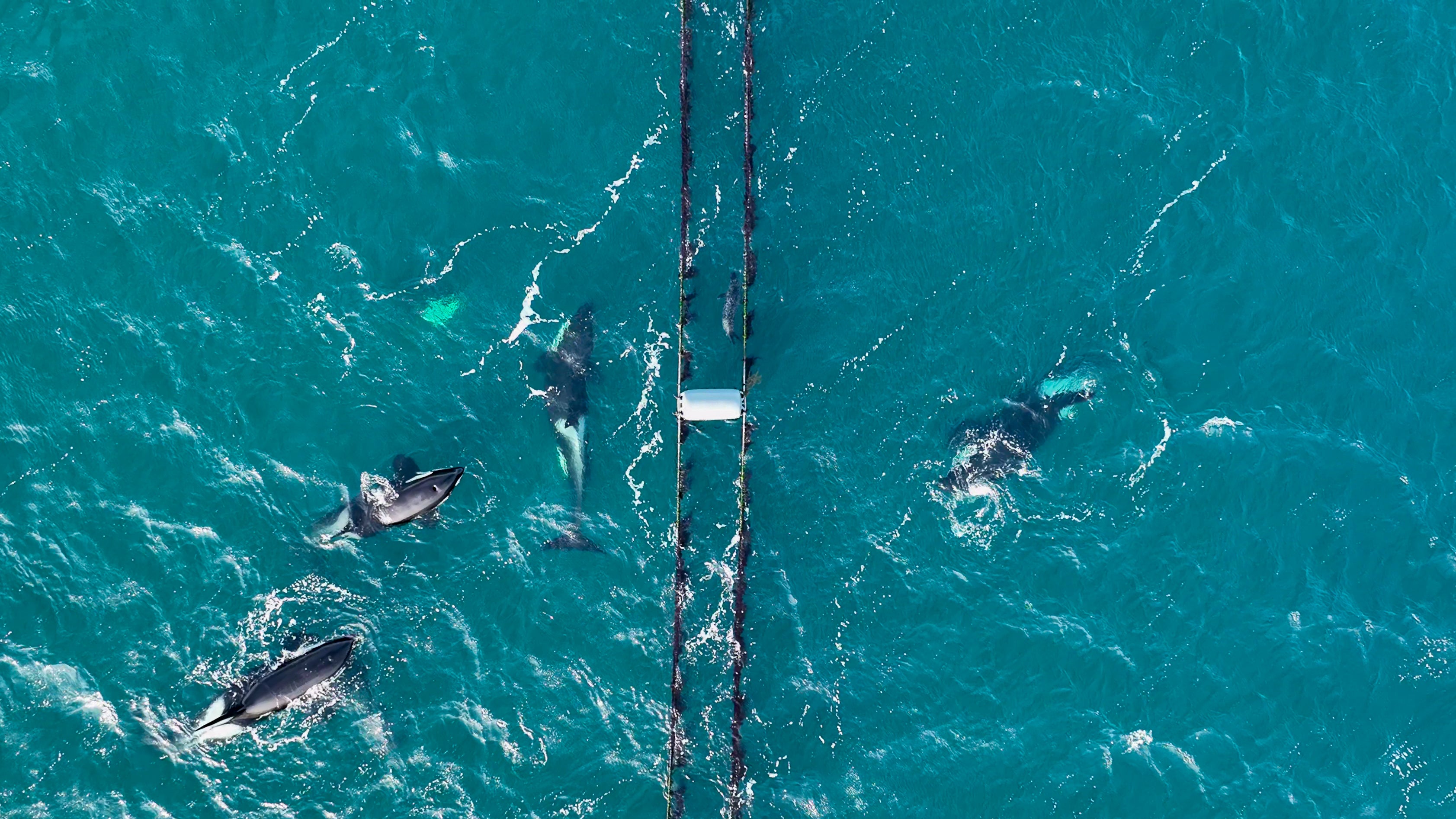 The harbour seal hid between two mussel ropes in a bid to evade the chasing whales