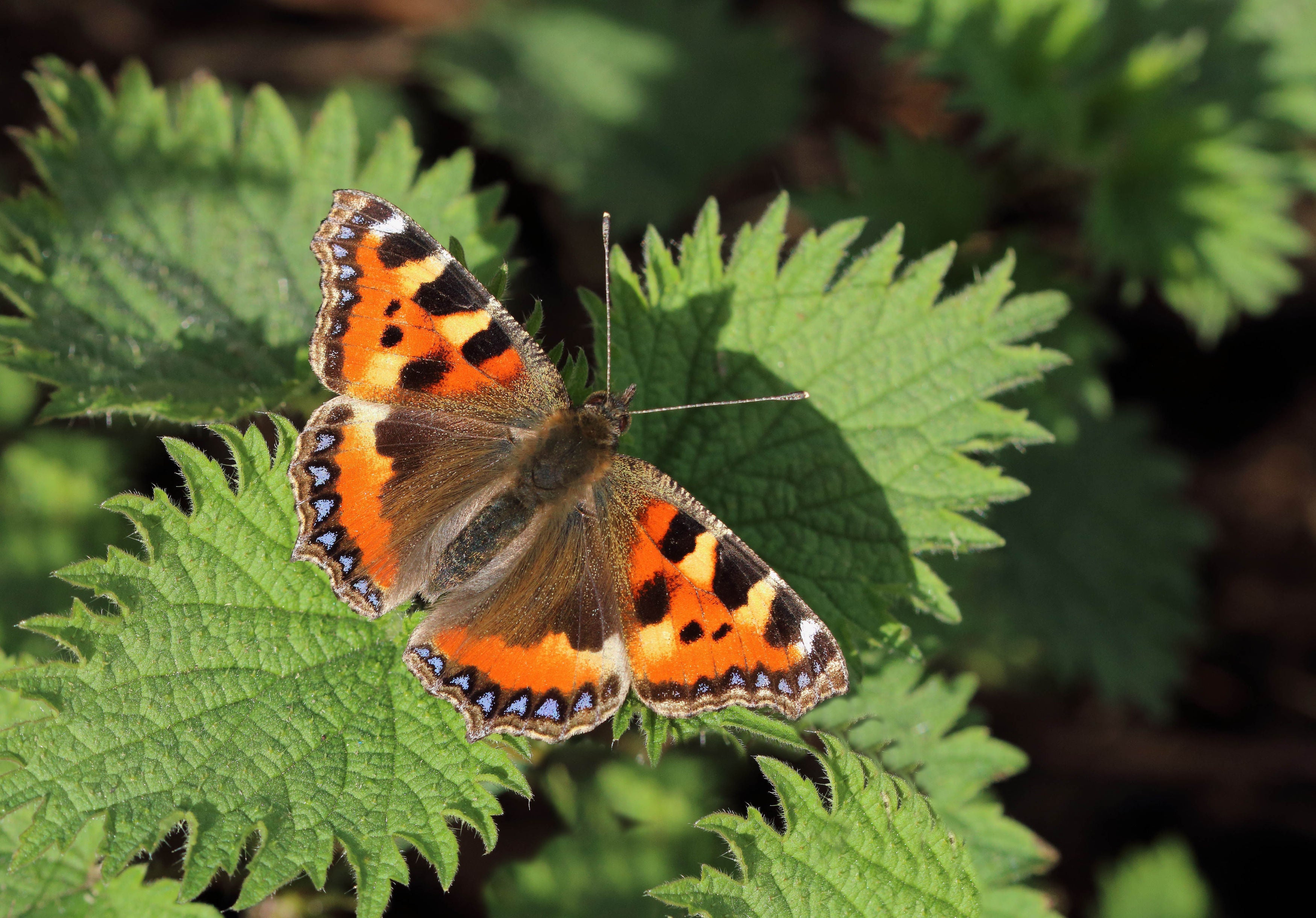 Small tortoiseshell butterflies have seen a decline of 79% since 1976 (Butterfly Conservation/PA)