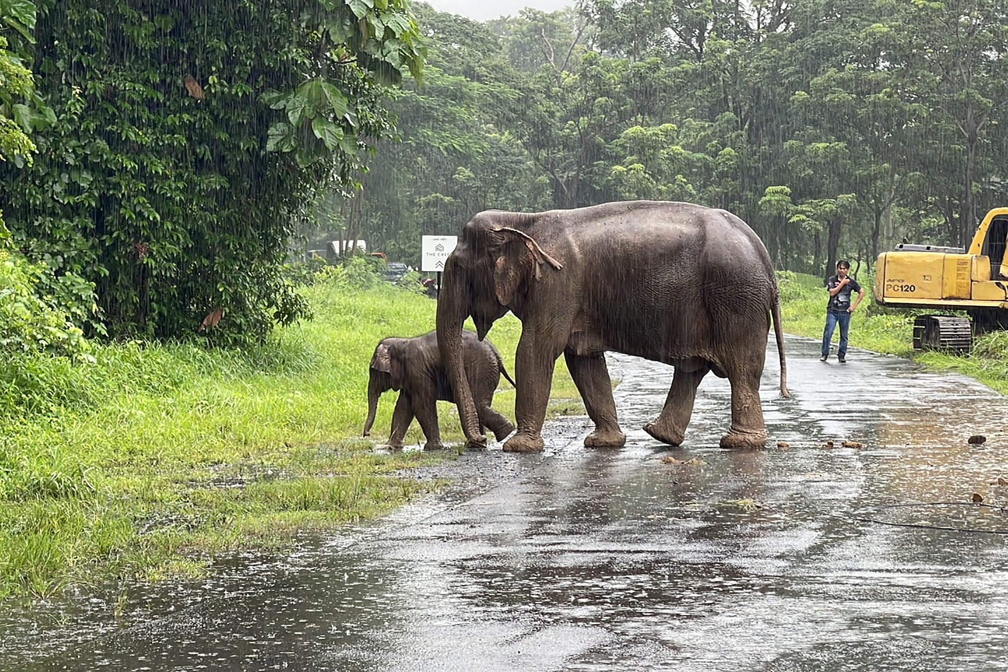 Department of National Parks, Wildlife and Plant Conservation shows an adult and infant elephant walking together