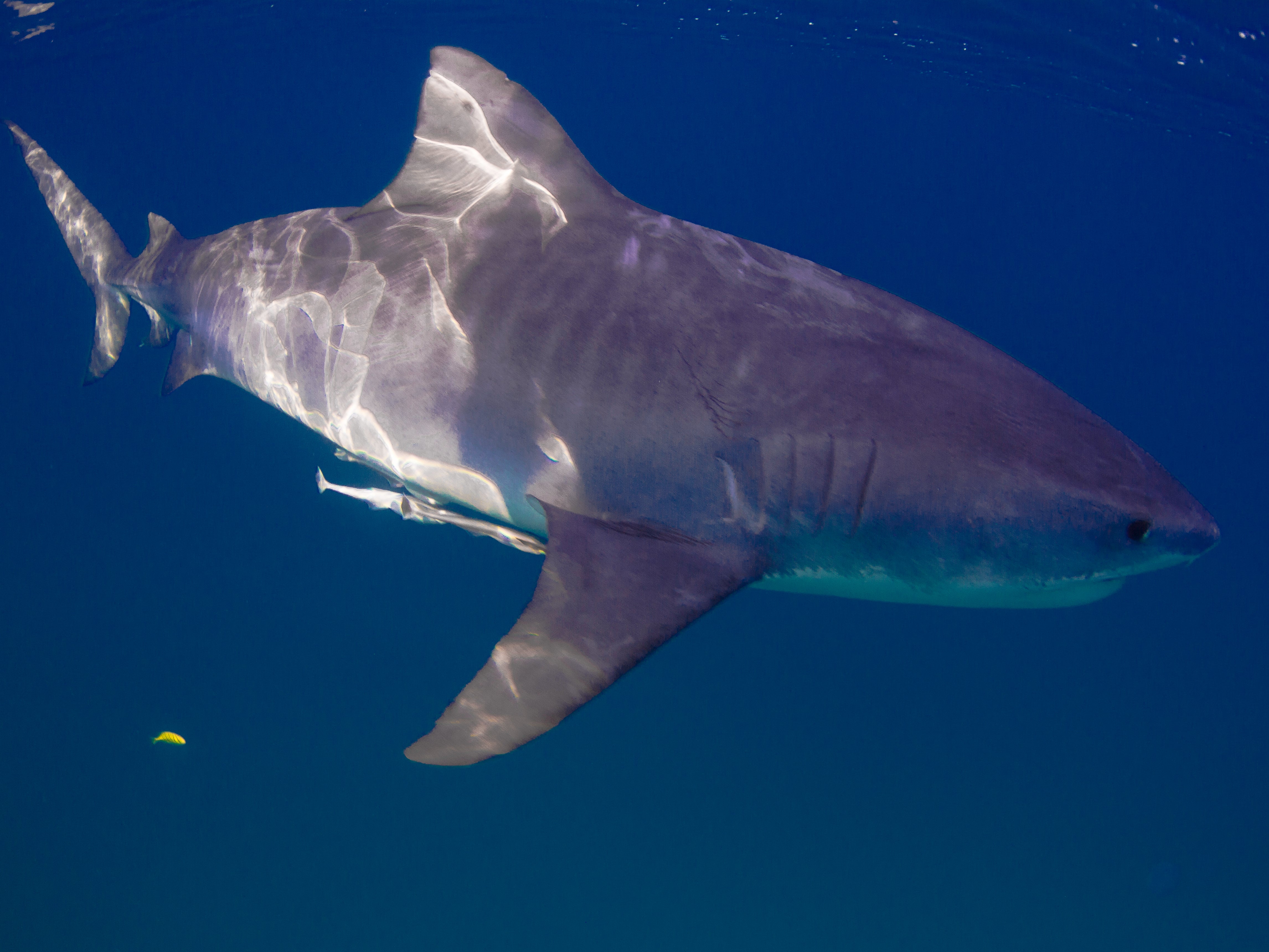 Tiger sharks are large species that reside in tropical and temperate waters and are among sharks most cited by the International Shark Attack File (ISAF) for unprovoked attacks on humans