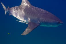 Long Island surfer recounts how he fought off shark that bit his leg