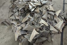 Bill to ban ‘vile and cruel’ shark fin trade has Government’s ‘full support’