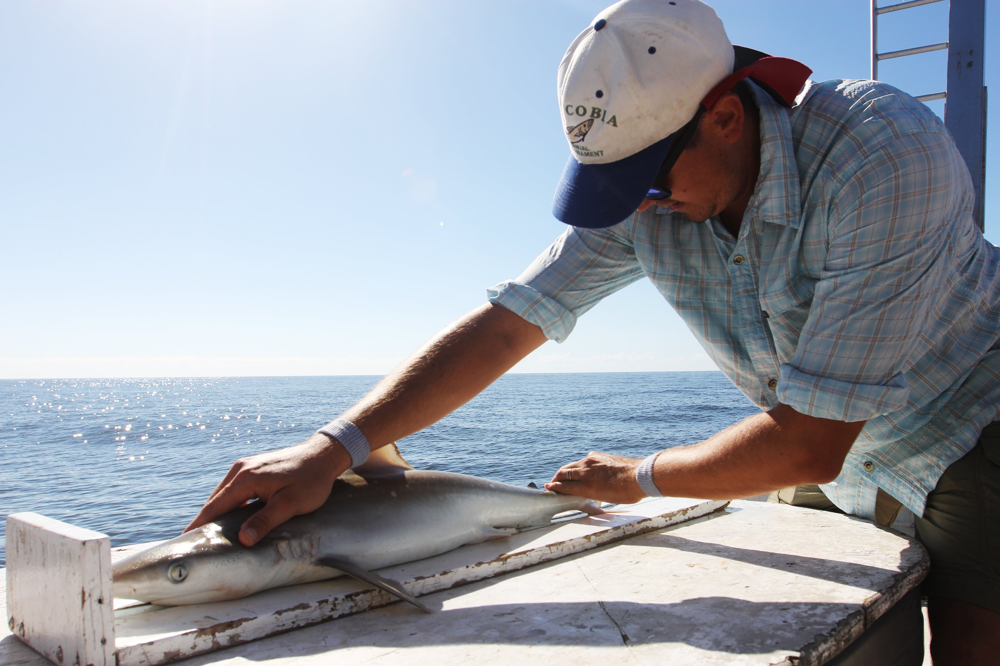 Scientists believe warming oceans are shifting where sharks migrate around the world