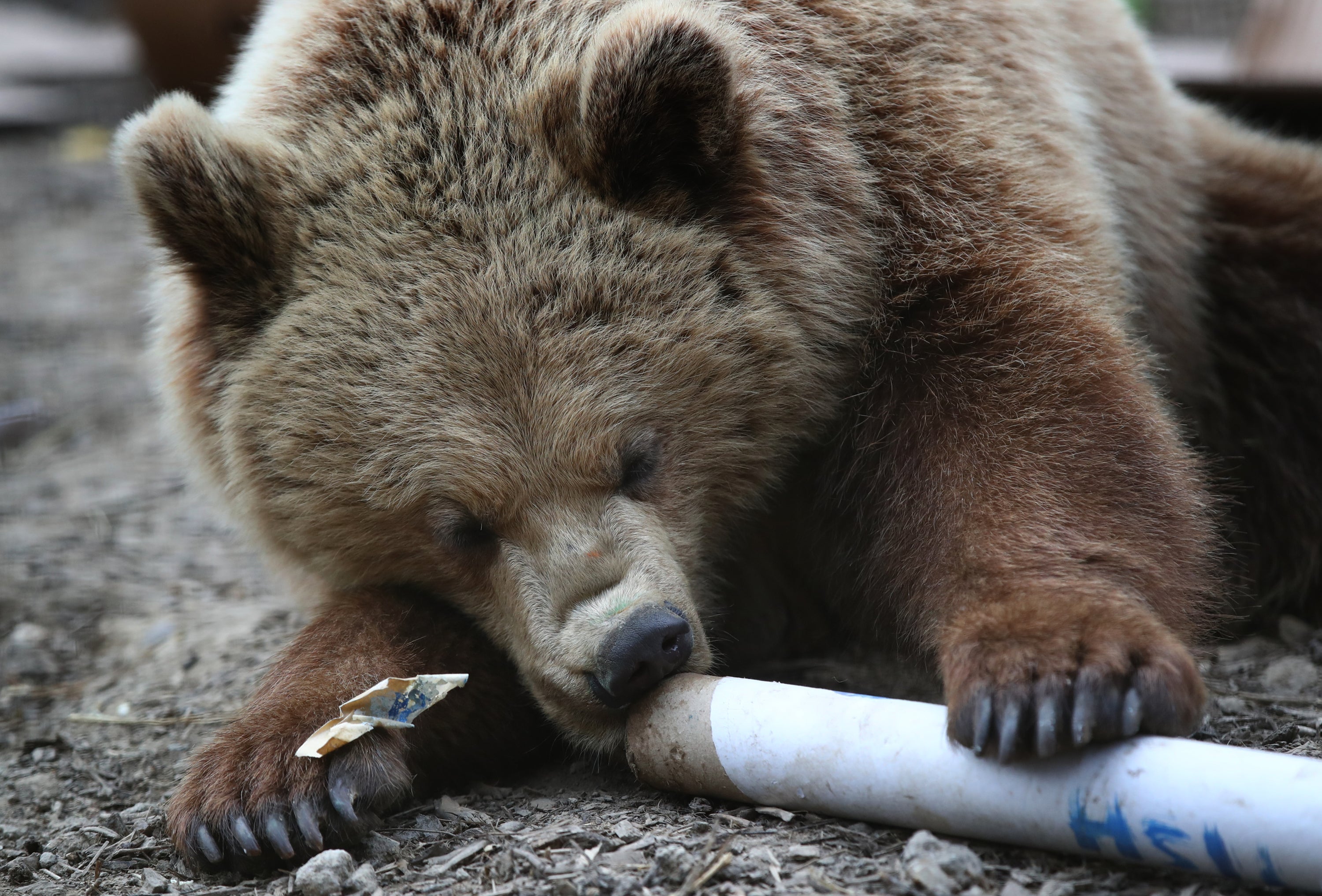 A brown bear