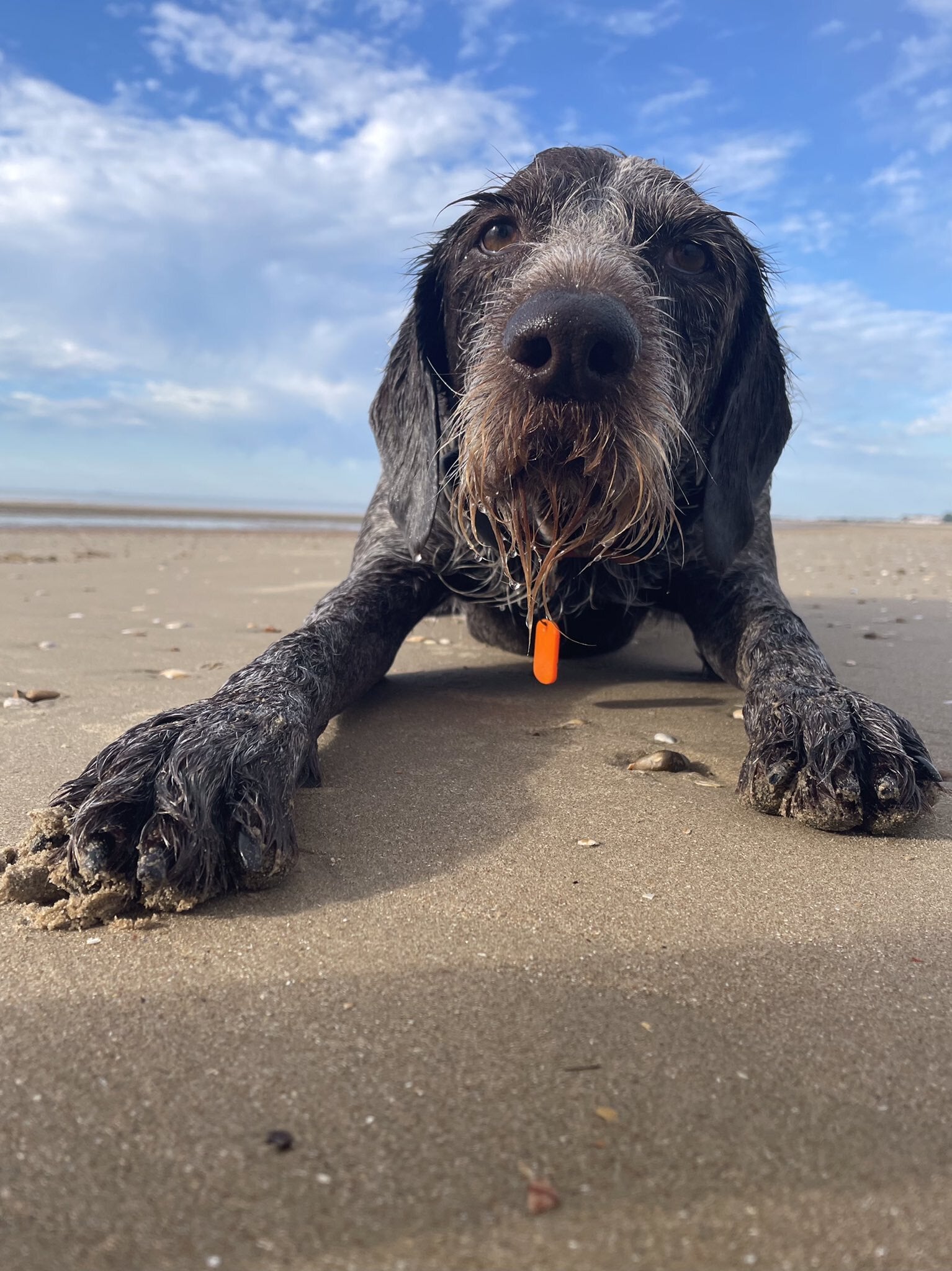 Undated handout photo of Boo, a six-year-old German Wirehaired Pointer, relaxing on the beach during this heatwave. The RSPCA is urging pet owners to make plans to protect pets during this spell of hot weather. Issue date: Thursday July 14, 2022.