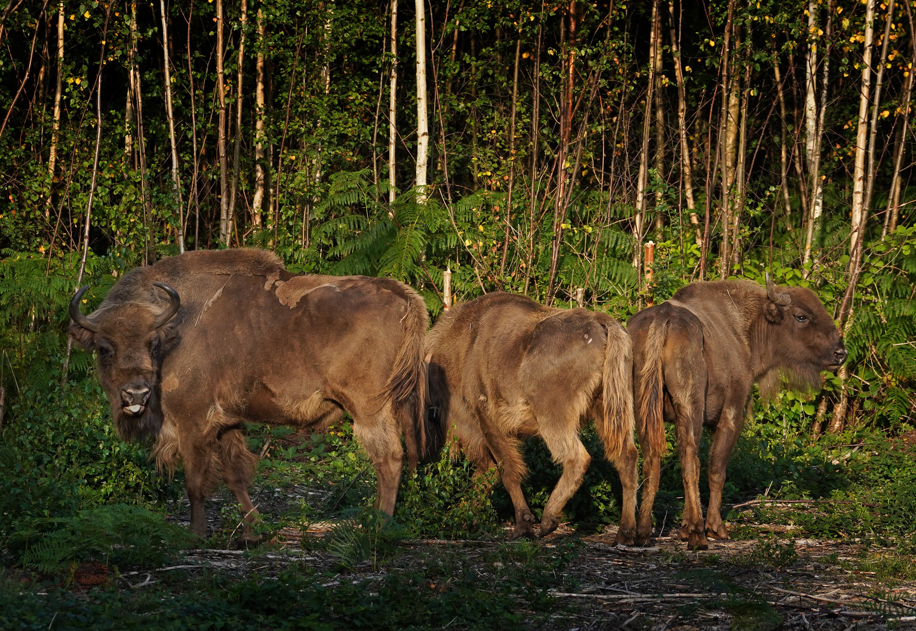 Three bison released into West Blean and Thornden Woods (Gareth Fuller/PA)