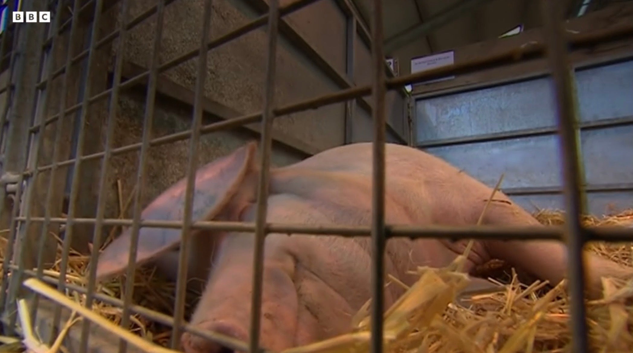 Organisers at the Royal Welsh Show take care of show pigs in the heat by applying sun cream