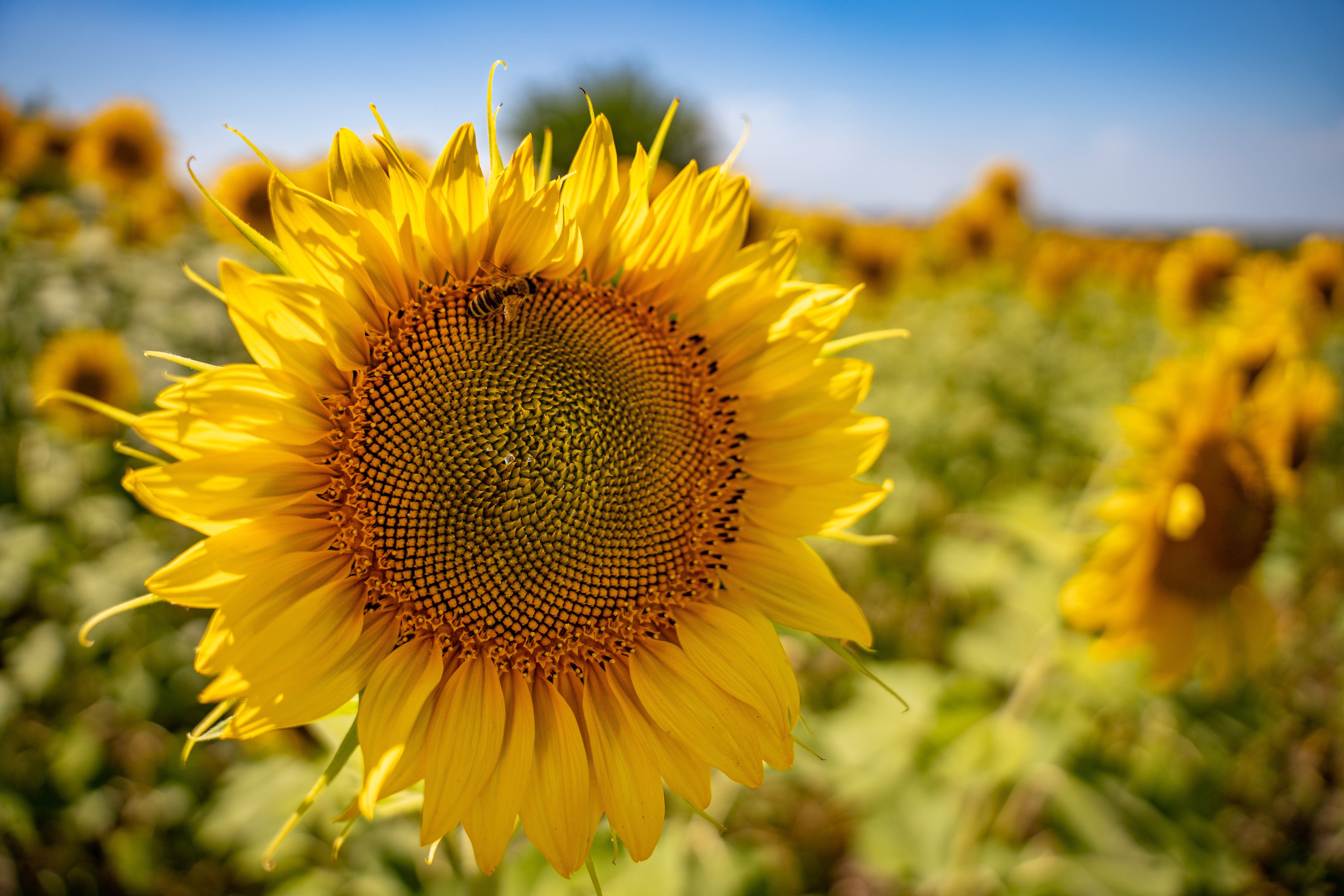 Ukraine is responsible for 50 per cent of the global sunflower oil market