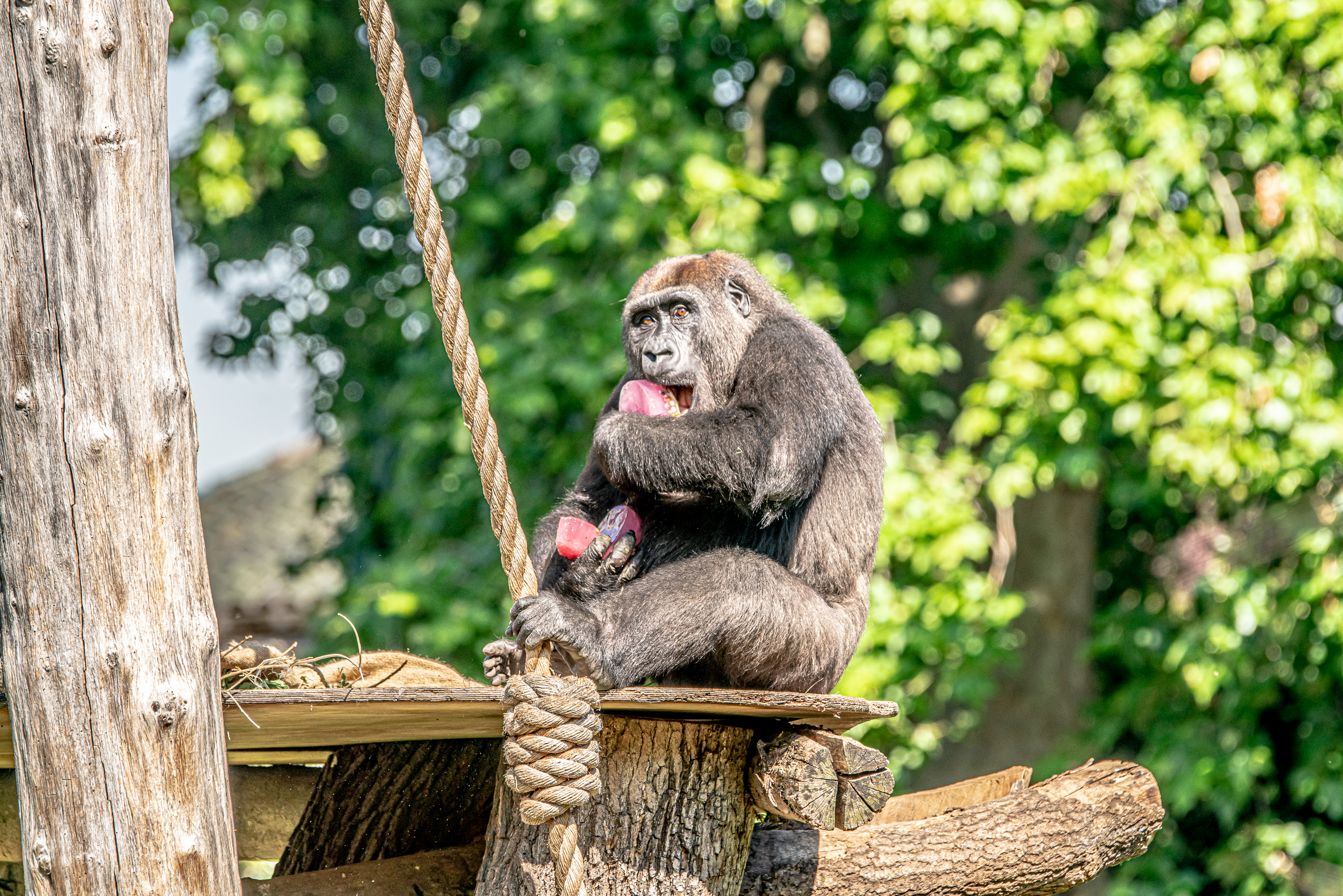 Zoos across the UK have taken extra precautions to keep their animals cool during the heatwave (ZSL London Zoo/PA)