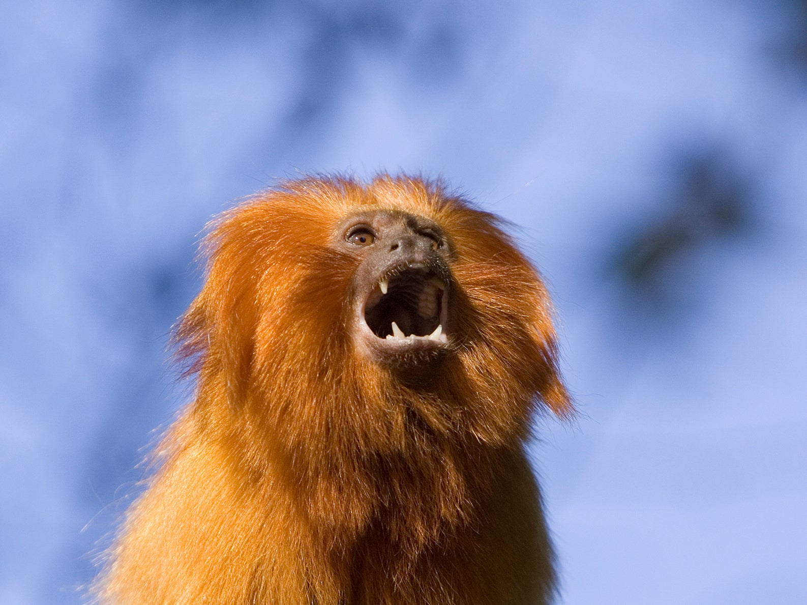 Raising the alarm. Golden lion tamarins are an endangered species native to the Atlantic coastal forests of Brazil