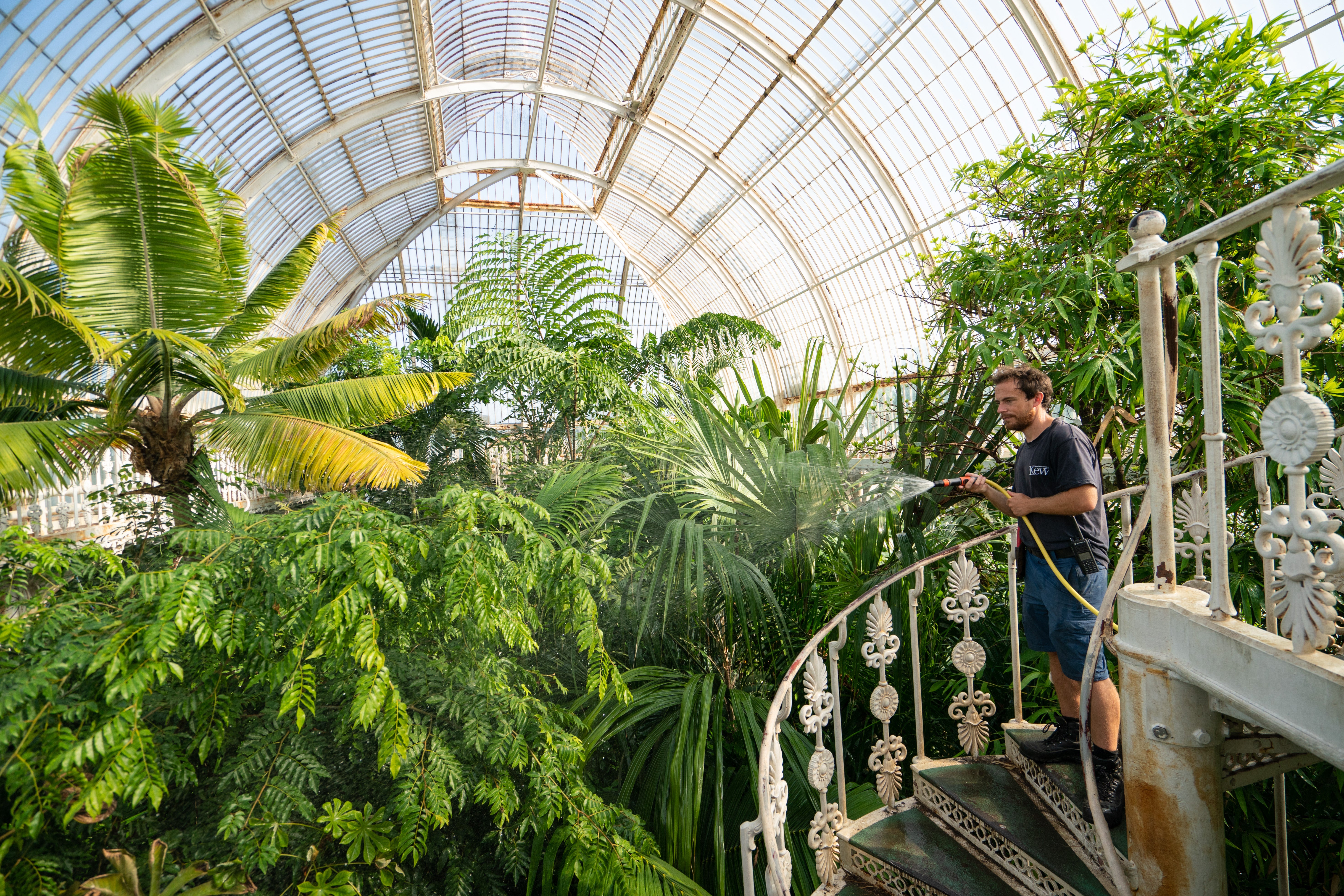 Palm House supervisor Will Spolestra waters the plants in the Palm House at the Royal Botanical Gardens Kew (Dominic Lipinski/PA)