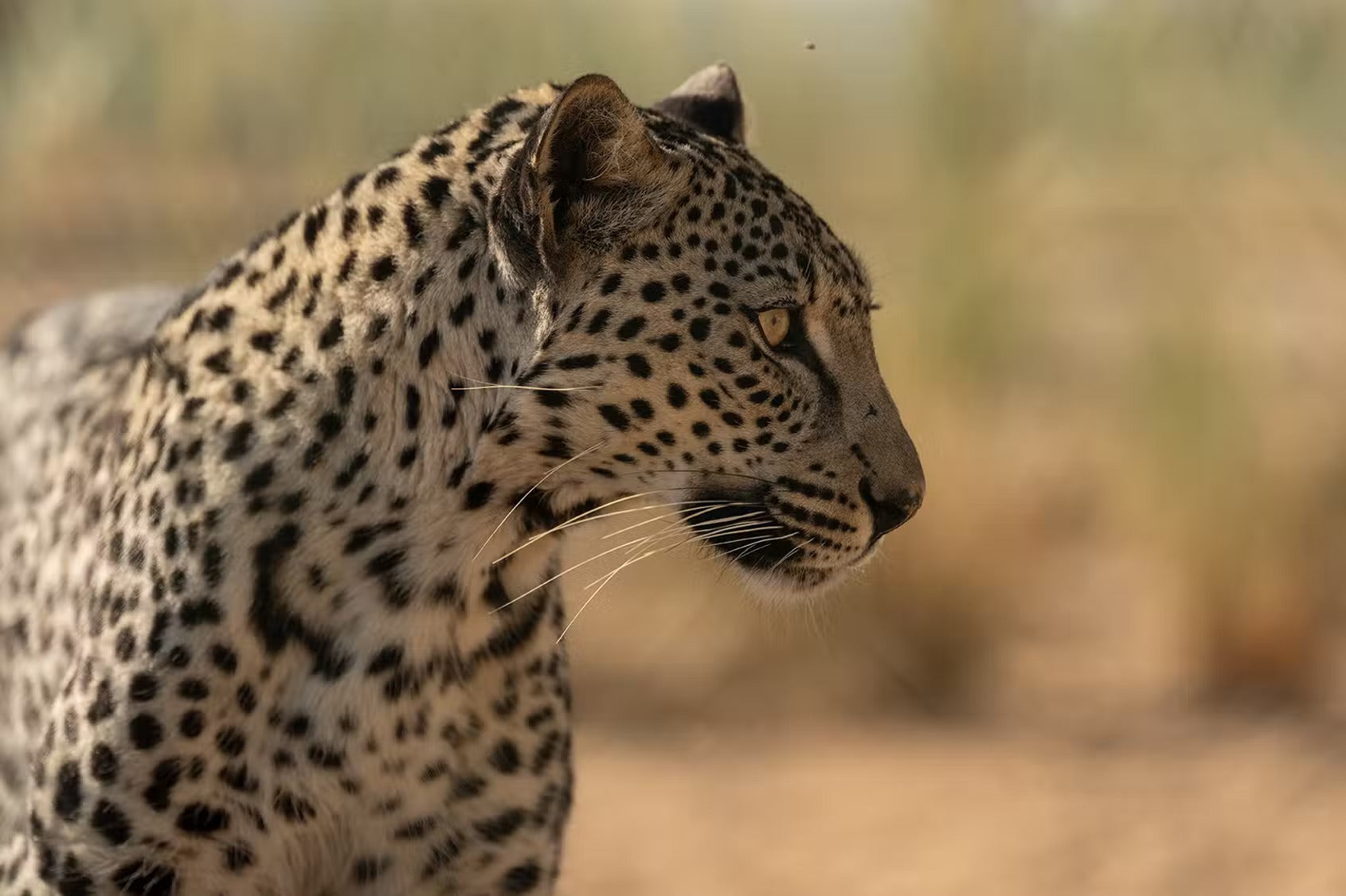 One of the leopards at the Taif breeding facility in Saudi Arabia