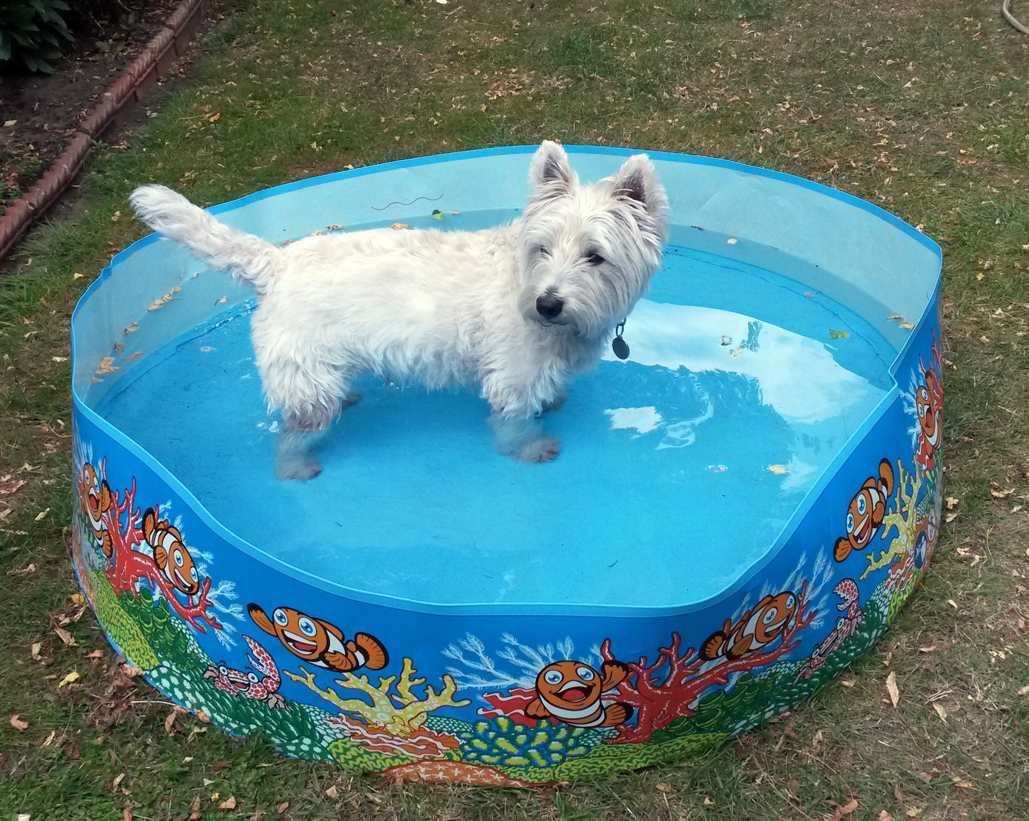 Arthur, a West Highland Terrier, cools off in a paddling pool in west London as temperatures in nearby Kew Gardens reached more than 29 degrees (PA)