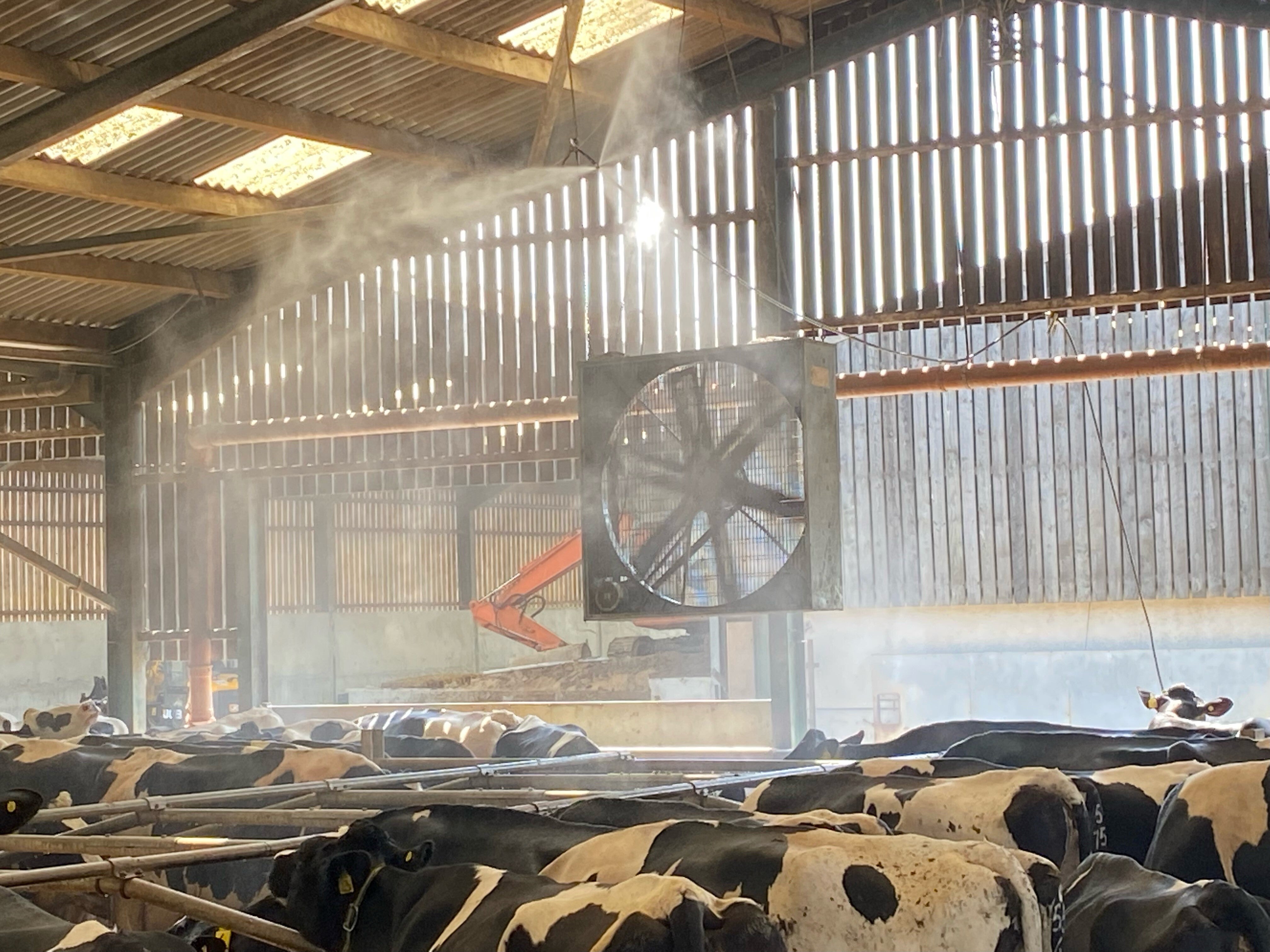 Cattle on a Yorkshire farm being sprayed with a fine mist of water as they cool off in the UK heatwave (Paul Tompkins/PA)