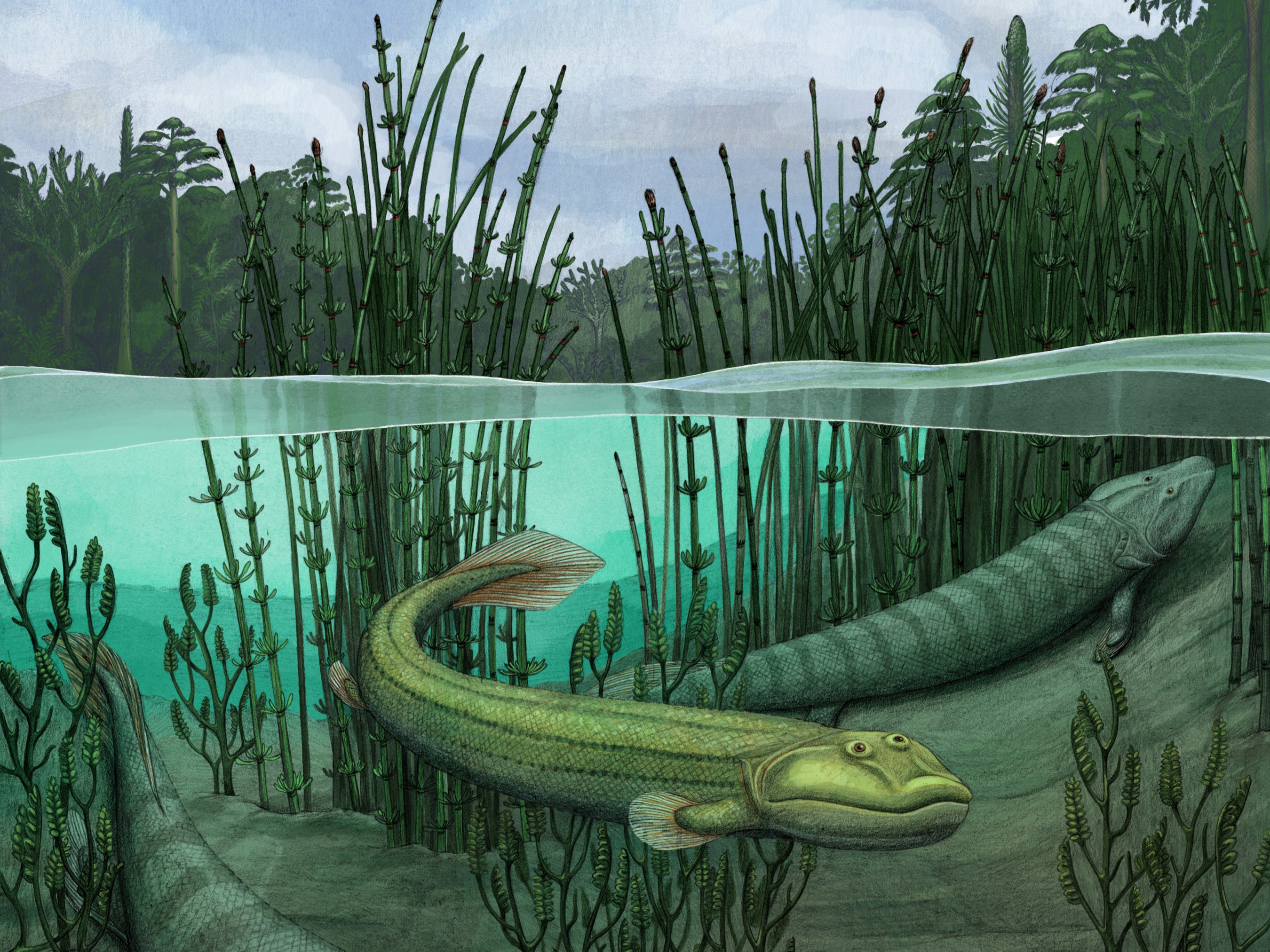 Qikiqtania wakei is thought to have lived about 375 million years ago