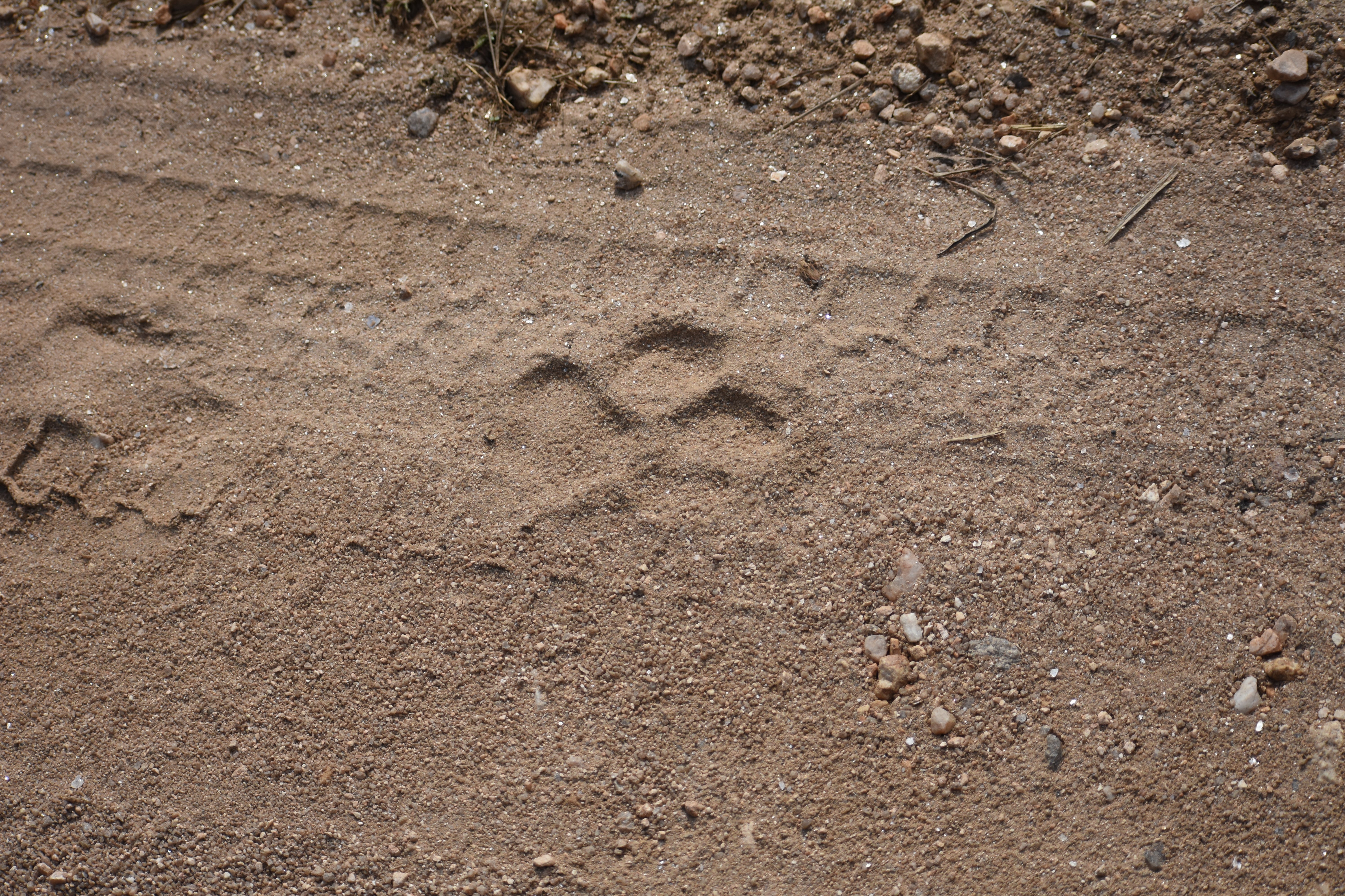 On the hunt: tracking tigers by their pawprints