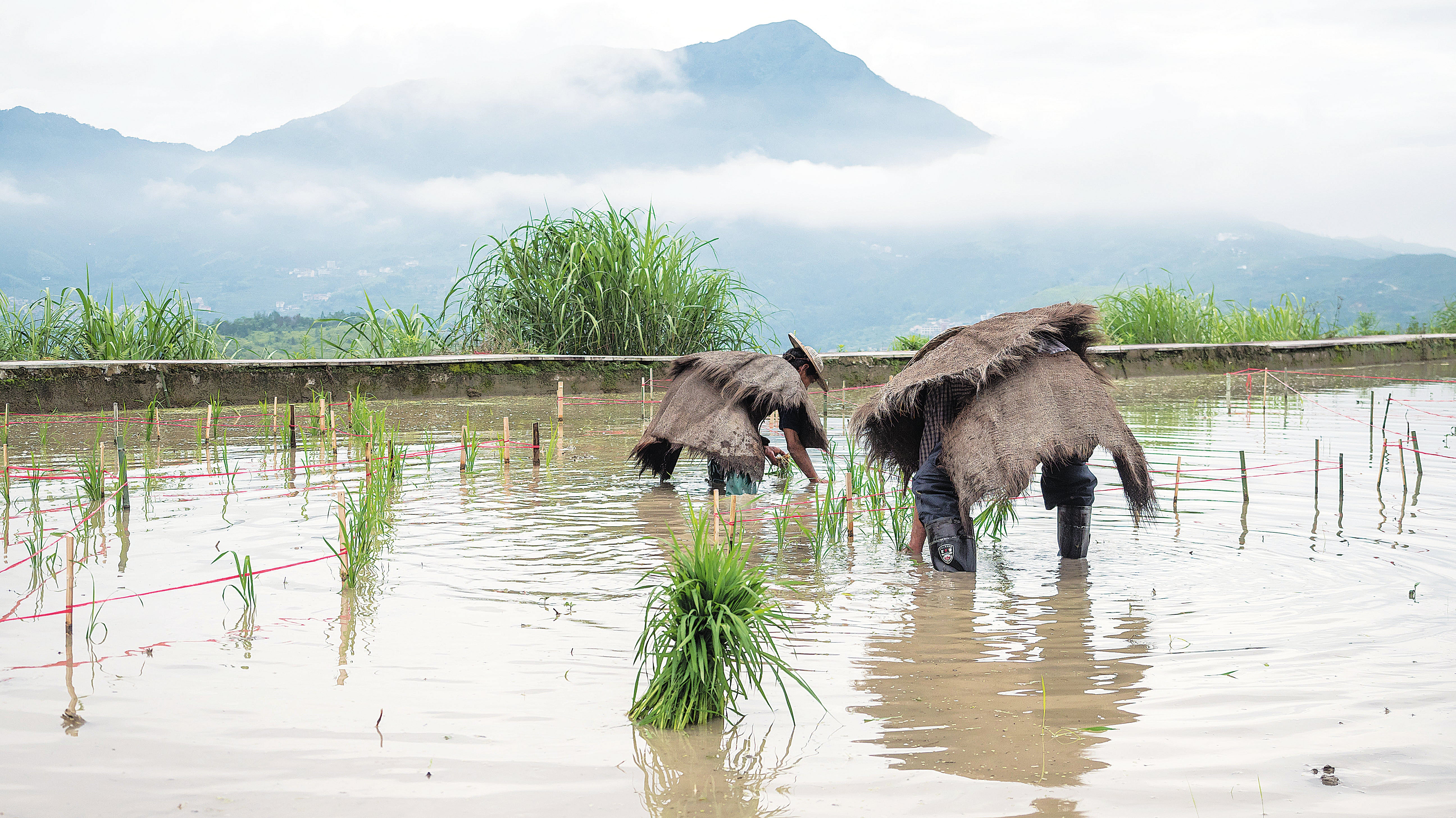 Farmers in Qingtian county, Zhejiang province, plant rice in the paddy fields