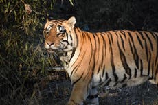 Eye of the tiger: Why spotting these iconic big cats in India has never been easier