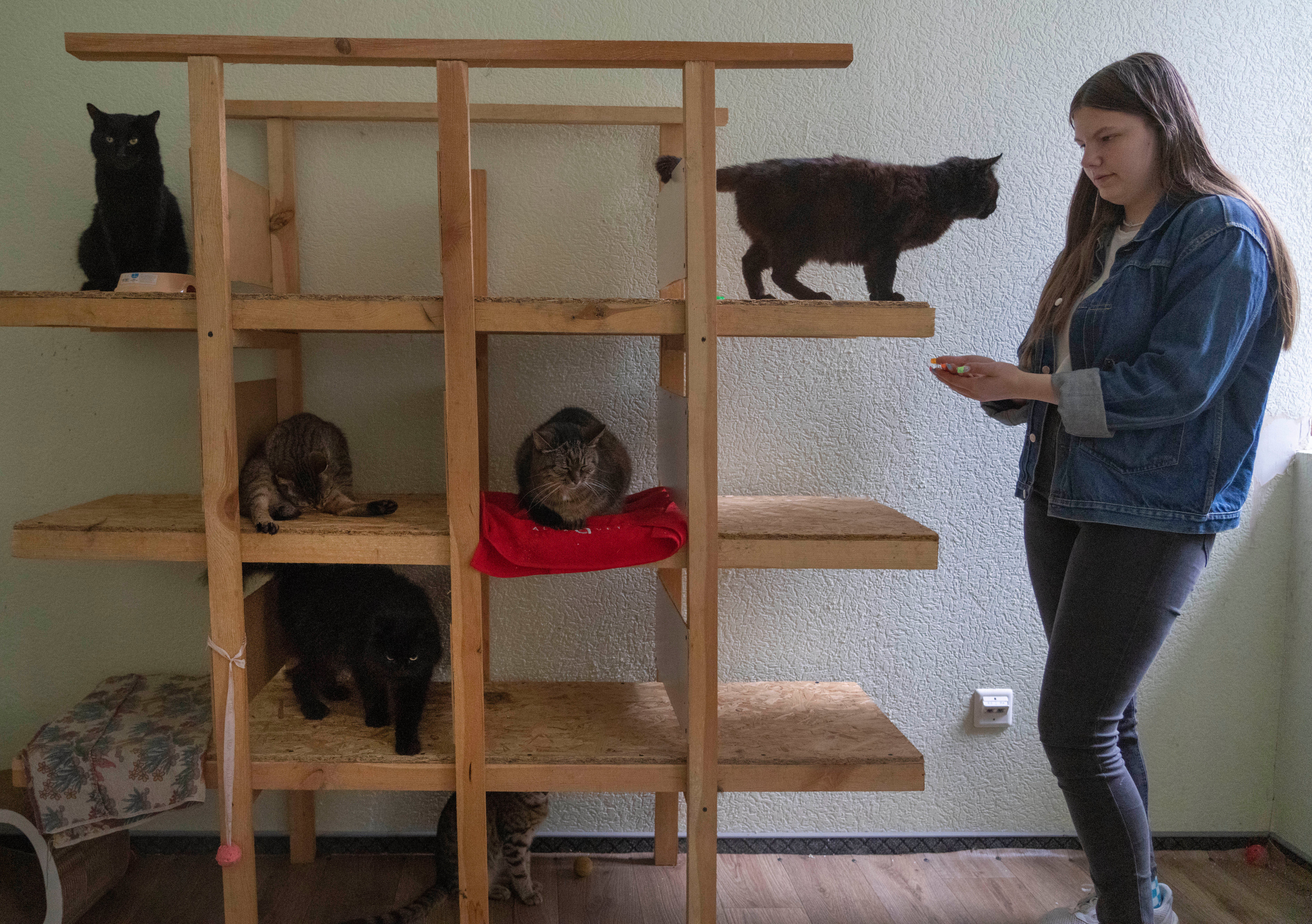 Russia Ukraine War Pet Shelter