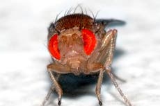 Scientists create remote-controlled flies by hacking their brains